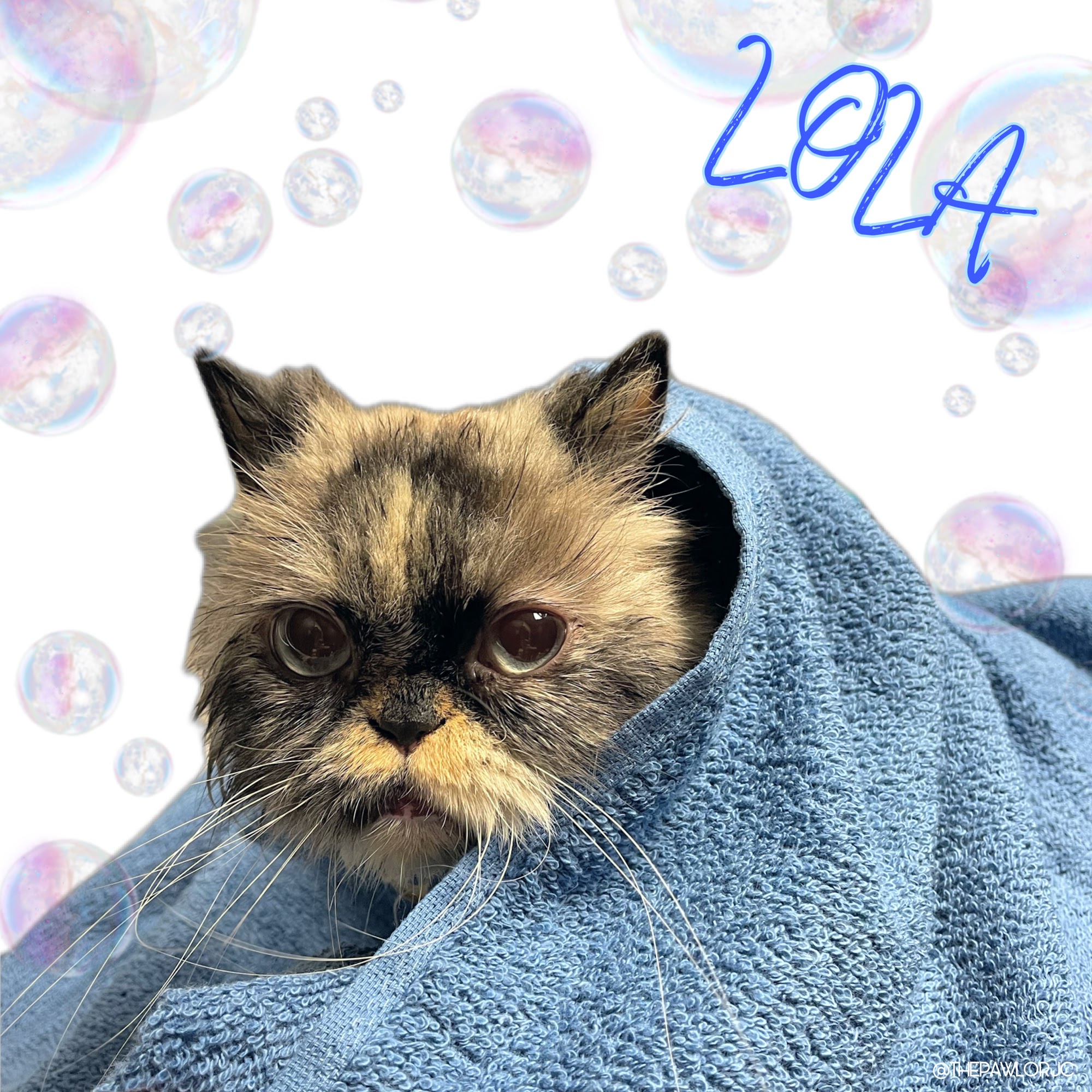 The Pawlor Luxury Grooming Johnson City