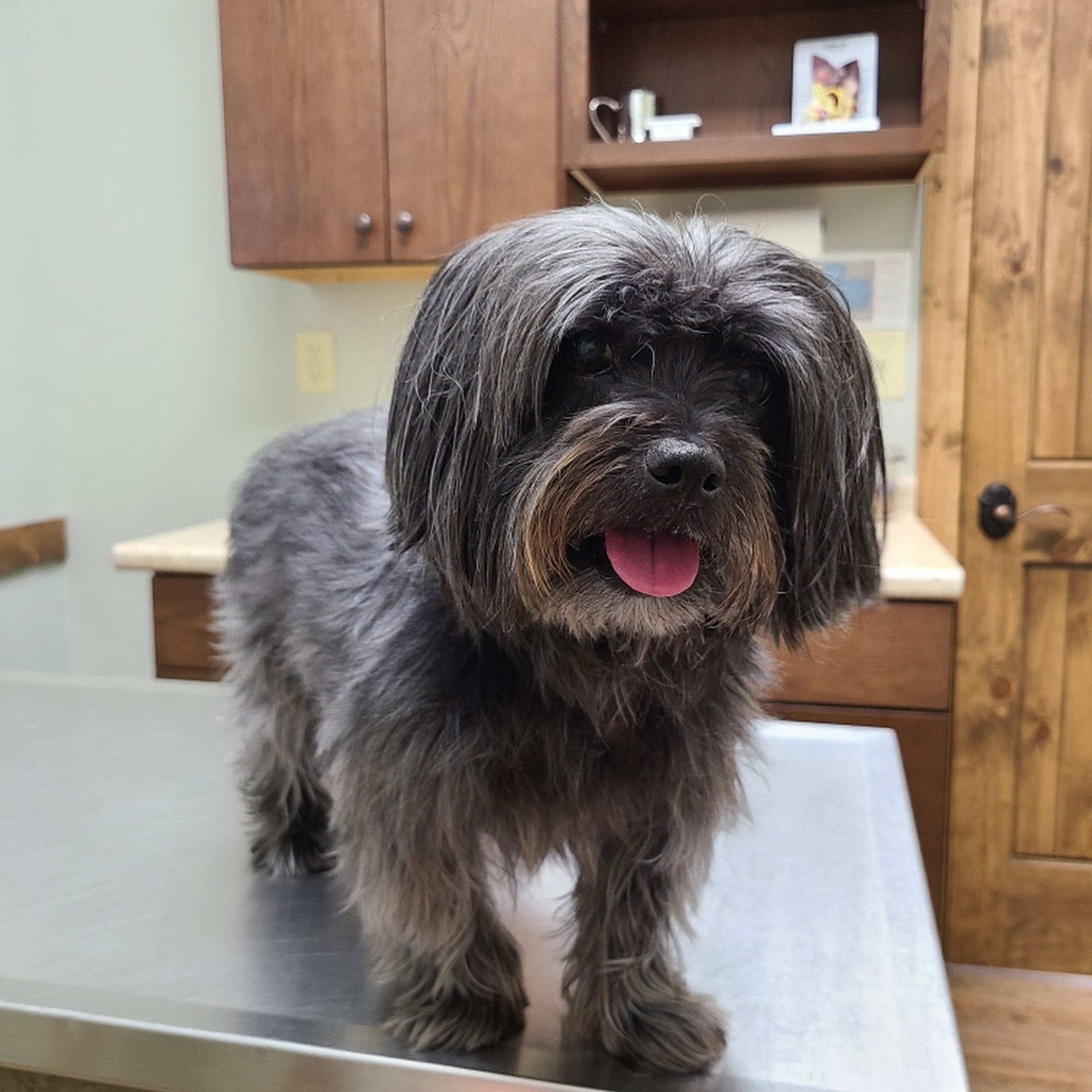 Sanders Animal Hospital Jonesborough