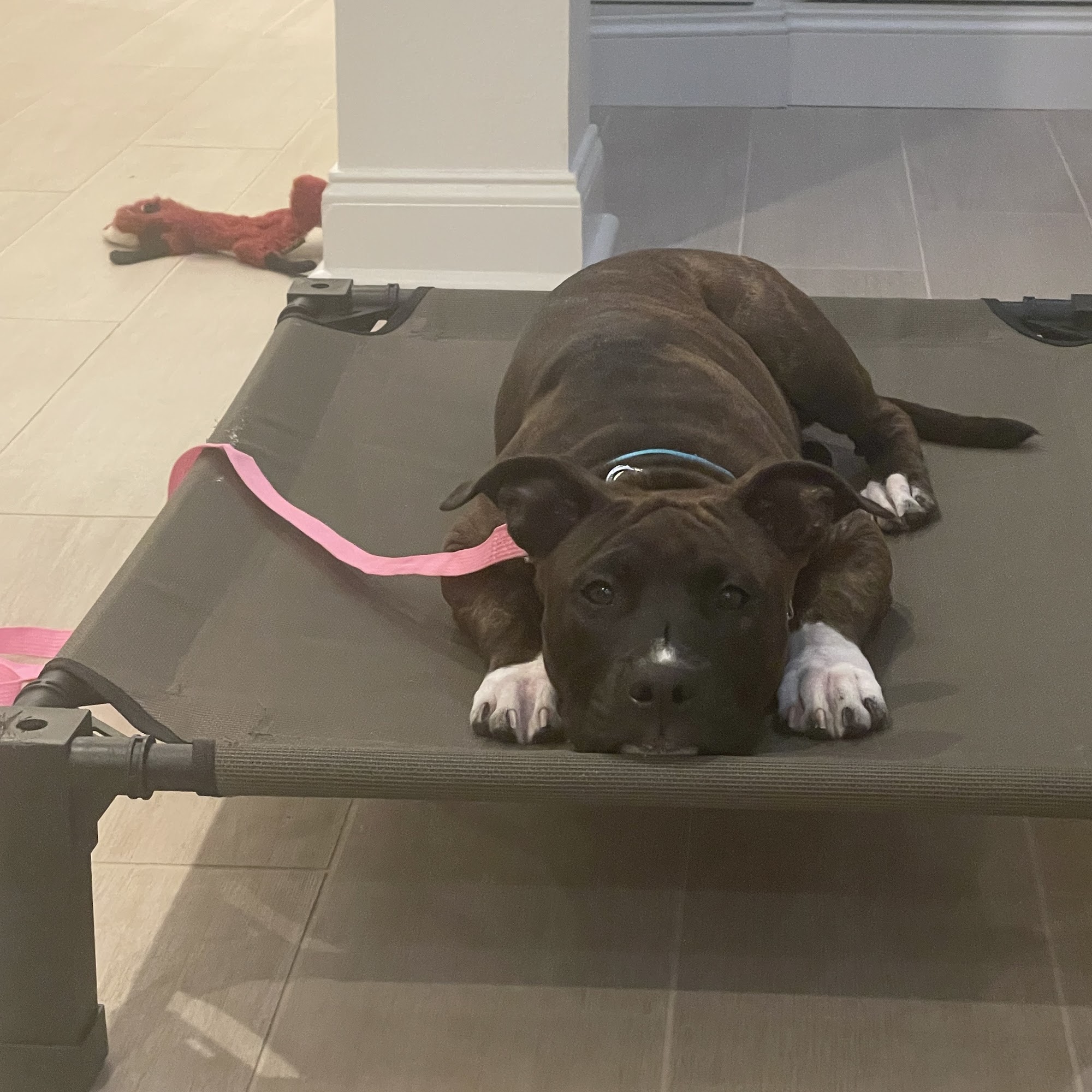 Koda K-9 Academy Jonesborough