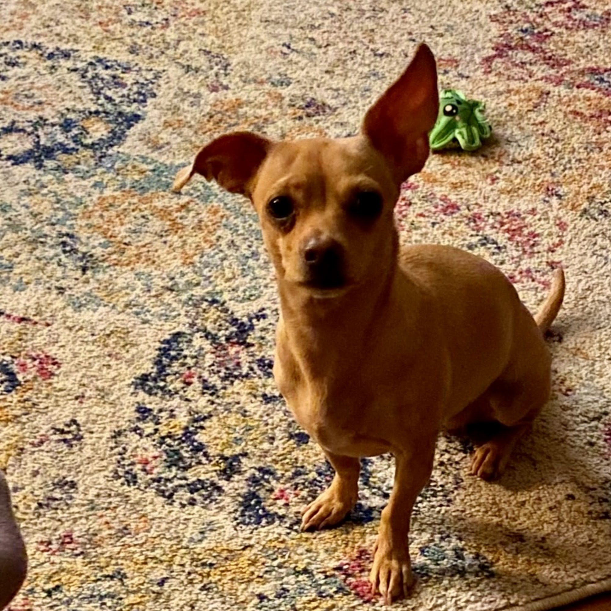 Companion Animal Hospital Kingsport