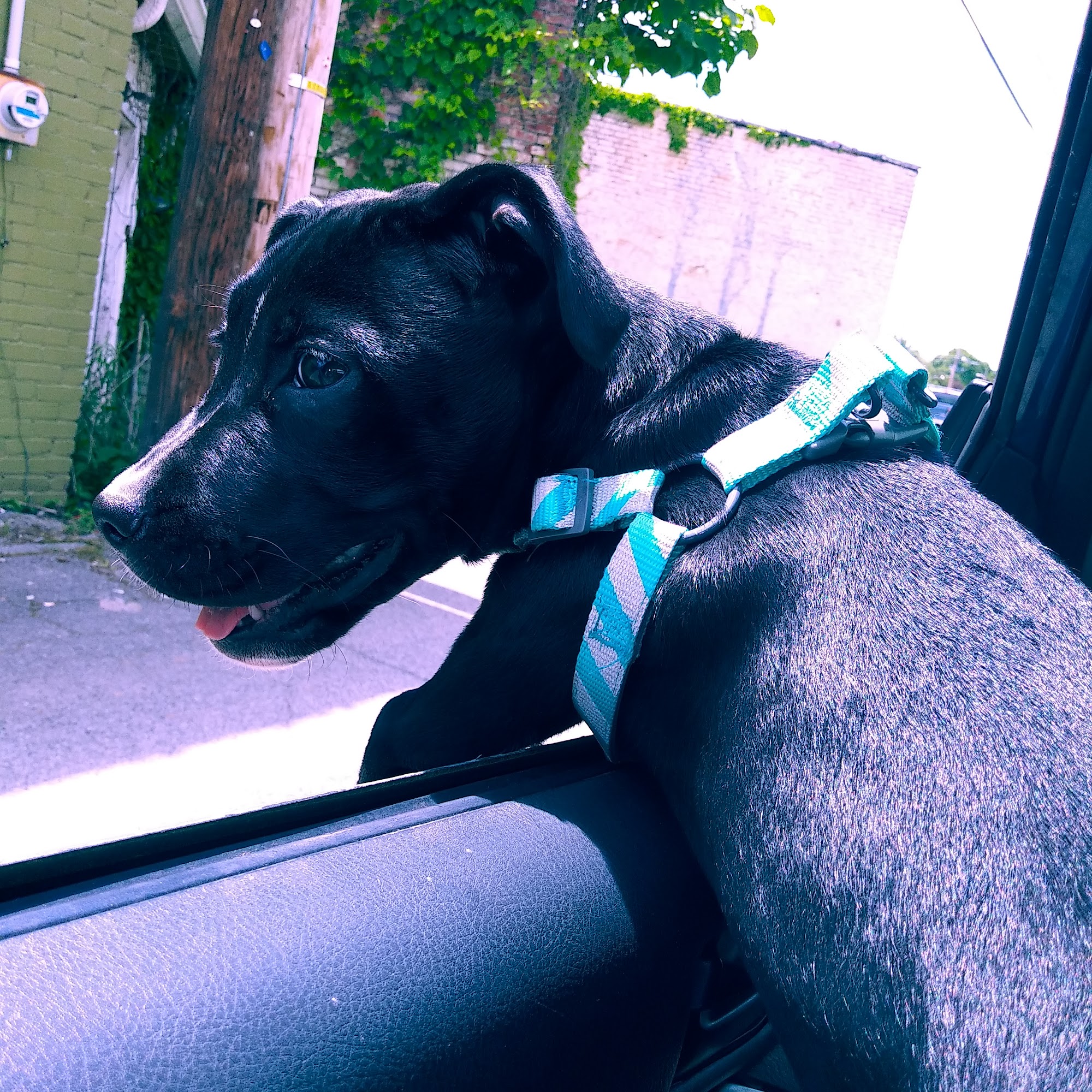 Roark Small Animal Clinic Kingsport