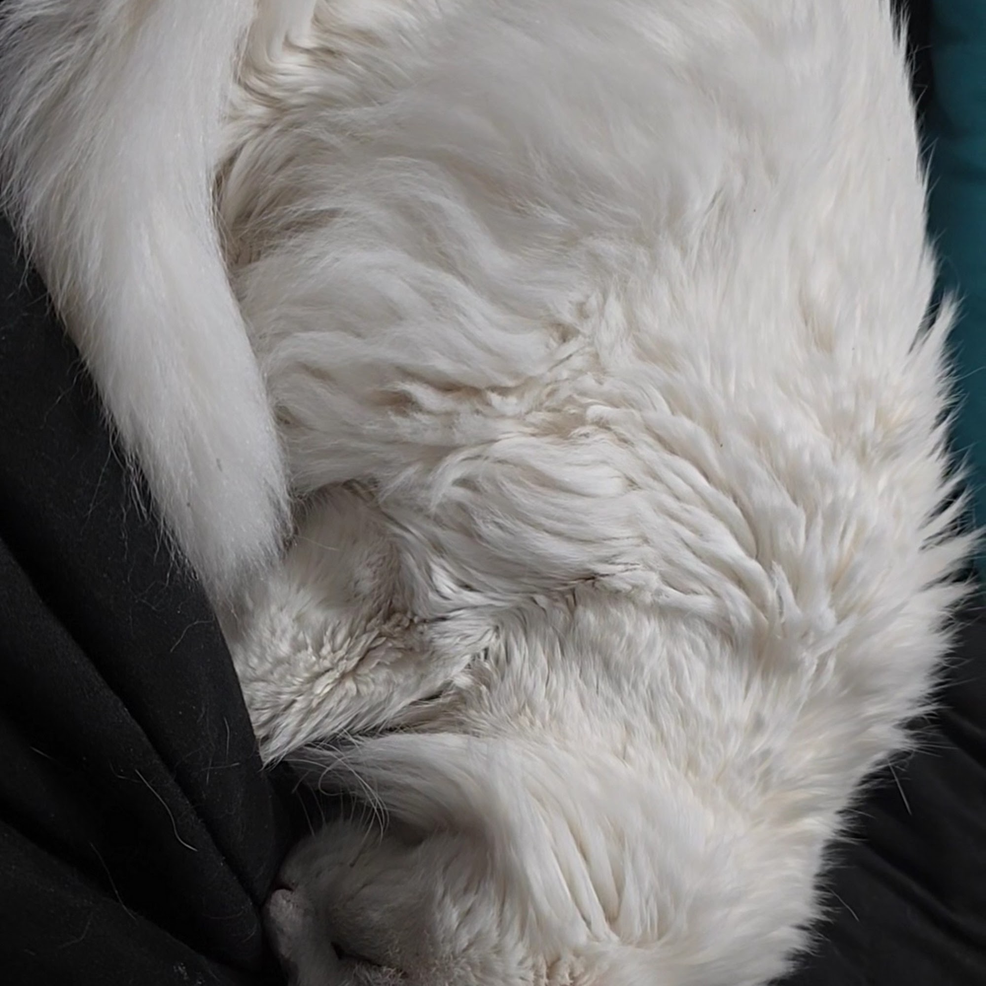 Cherry Point Animal Hospital Kingsport