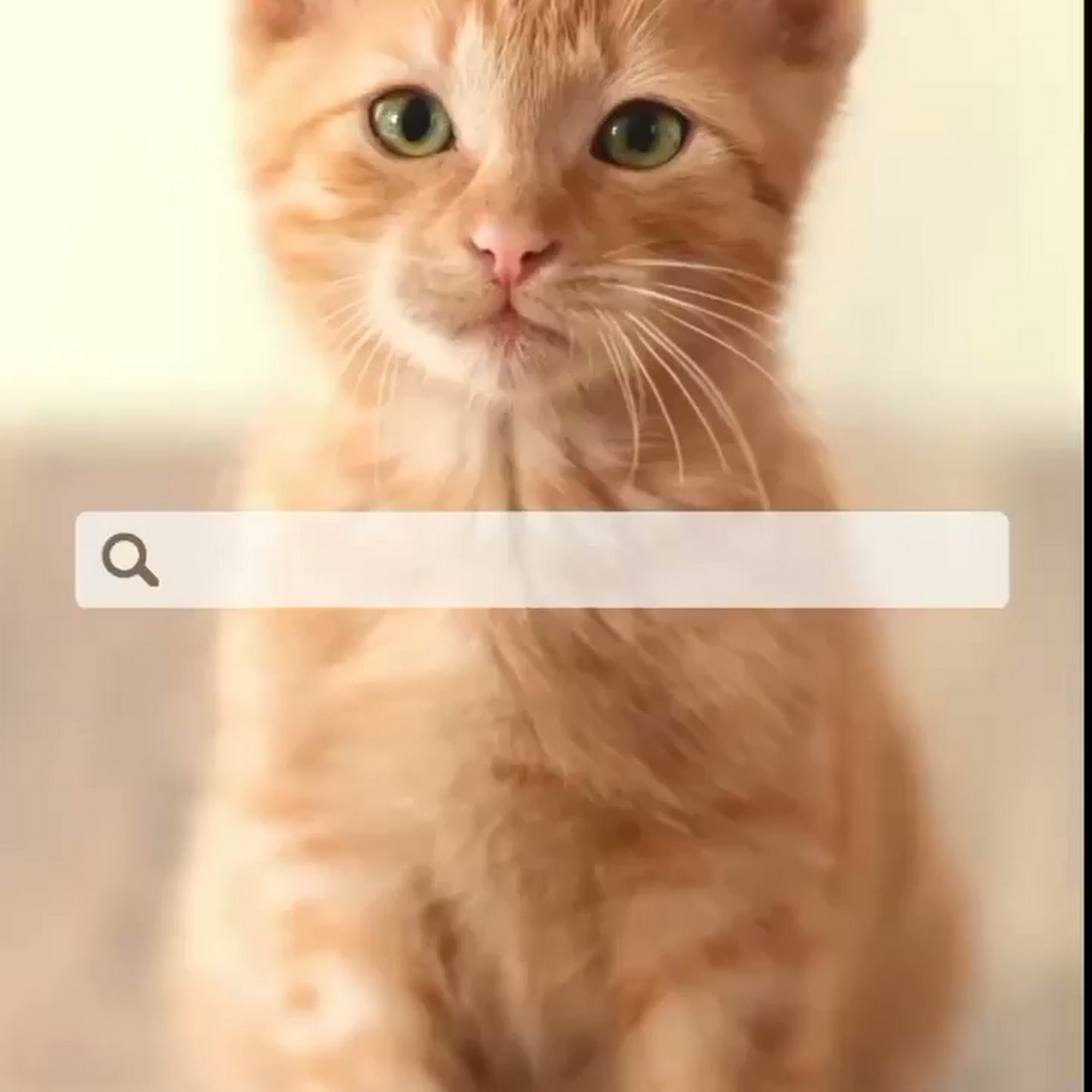 Heavenly Cuts Dog Grooming and Boarding Kingsport