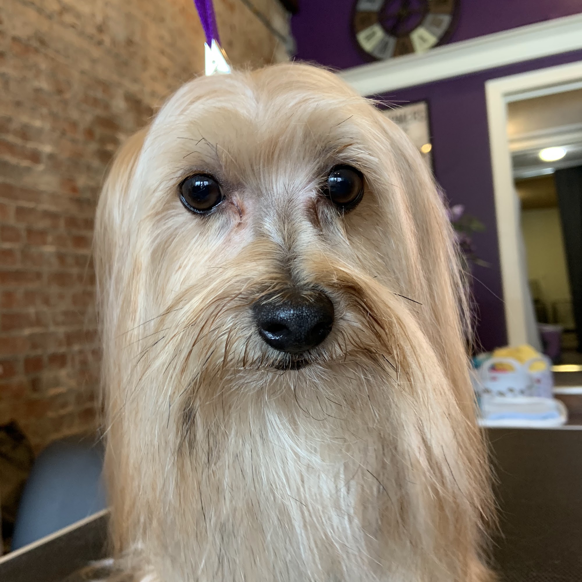 Pawsitive Ambitions Dog Spa Kingsport