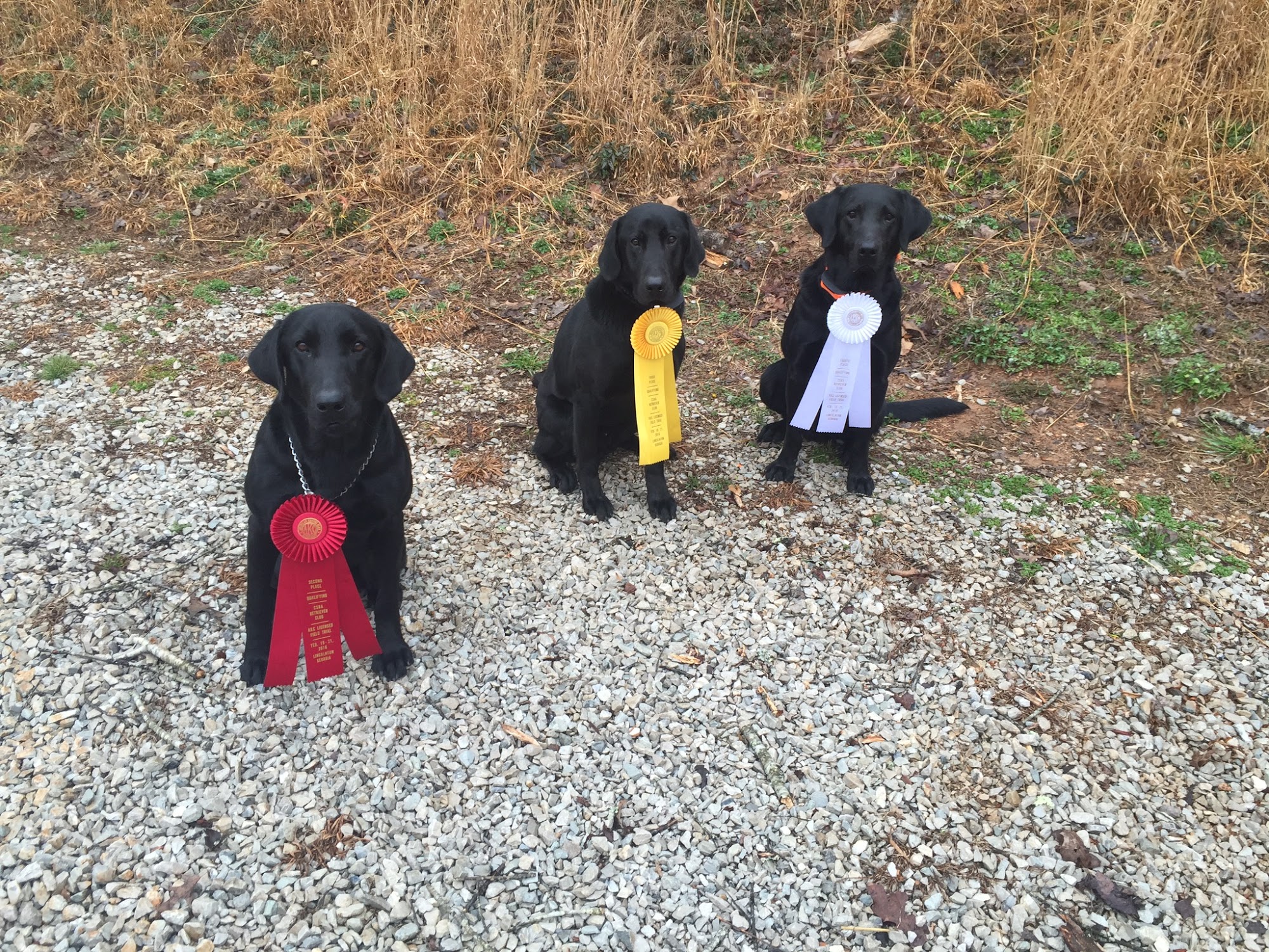 The Cove Boarding Kennels and Retriever Training Kingston