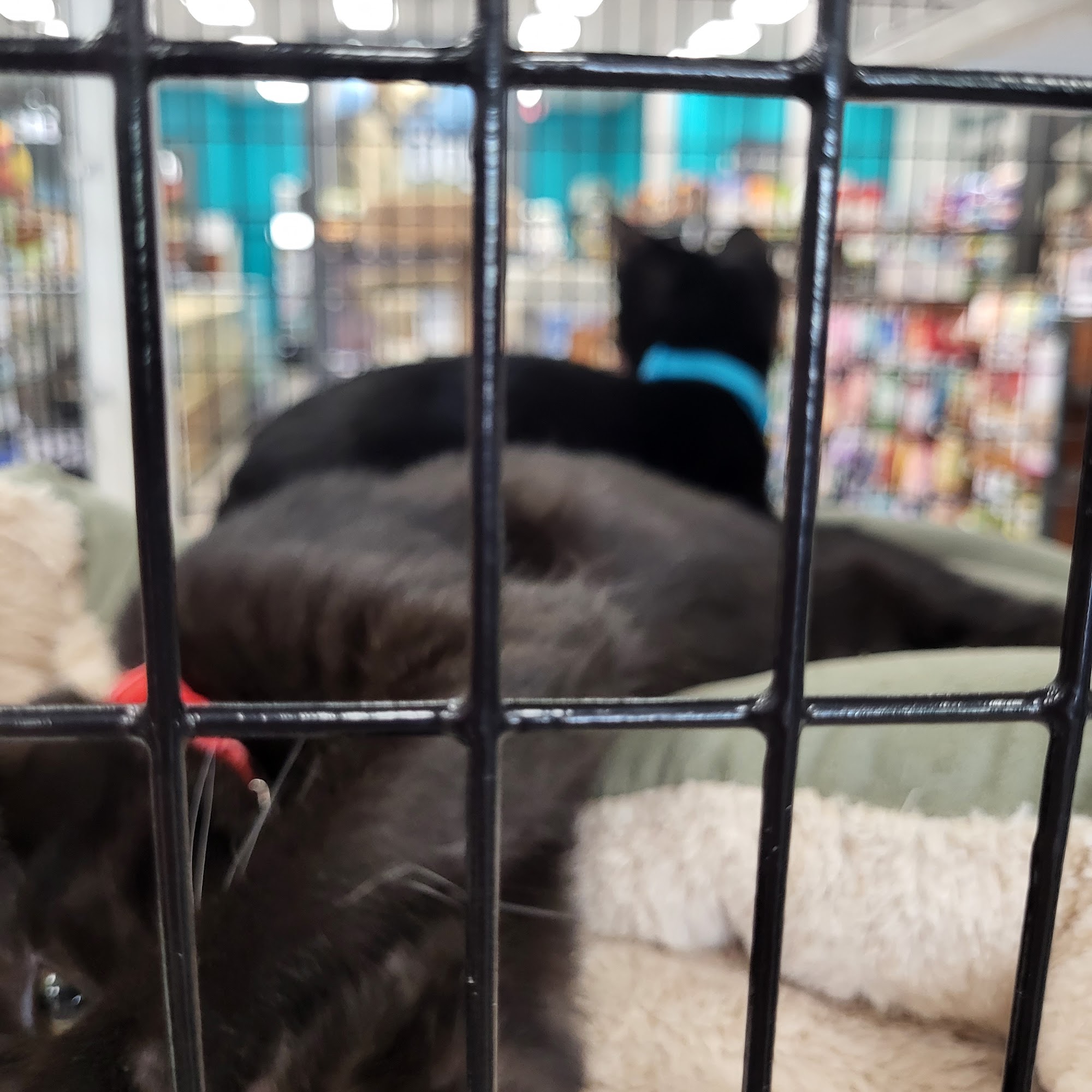 Pet Supermarket Knoxville