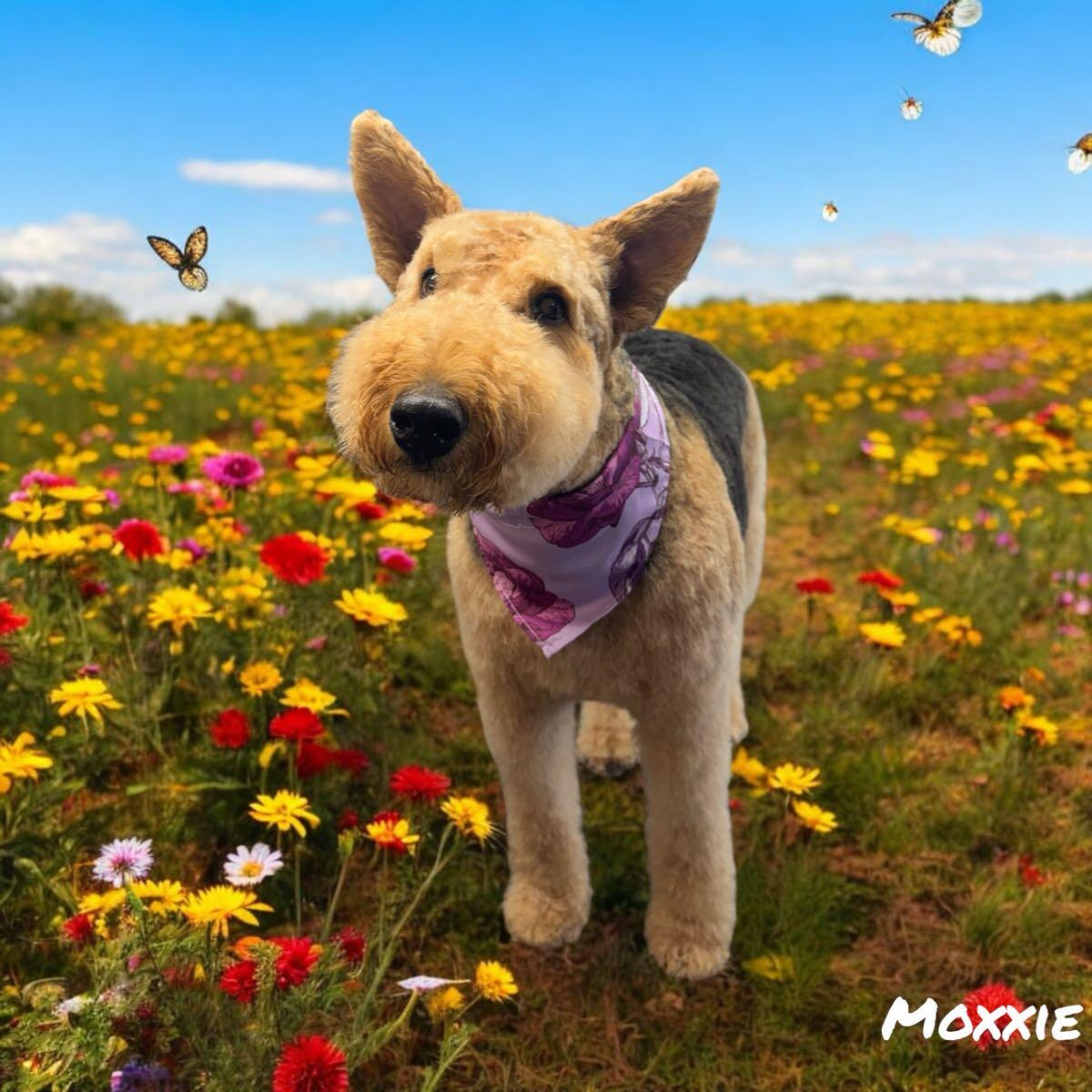 PAWS Pet Supply & Grooming Knoxville