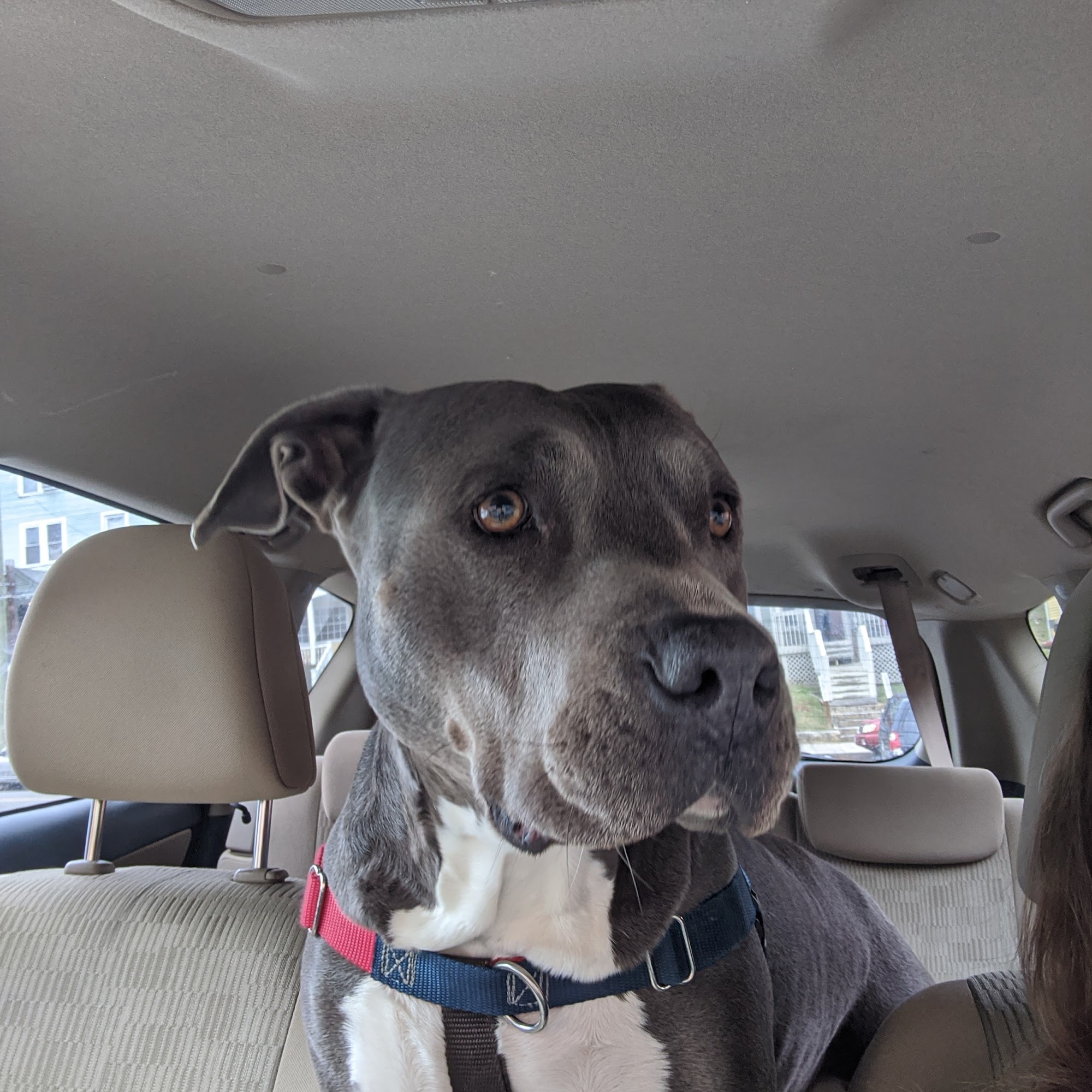 Central Veterinary Hospital Knoxville