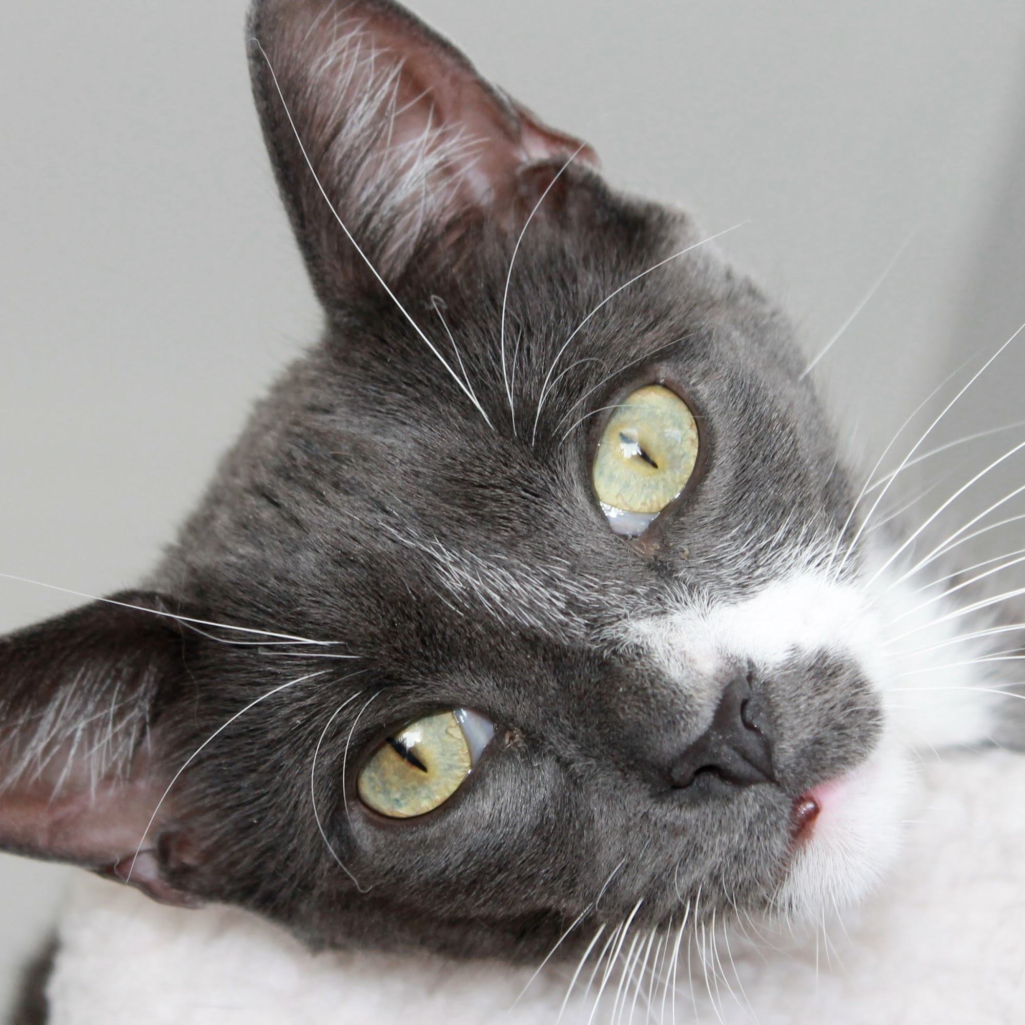 Riverside Veterinary Clinic Knoxville