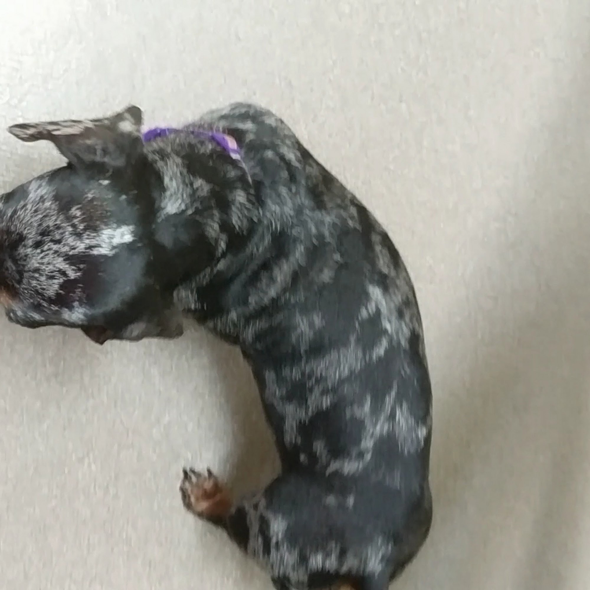 Dogwood Animal Hospital Knoxville