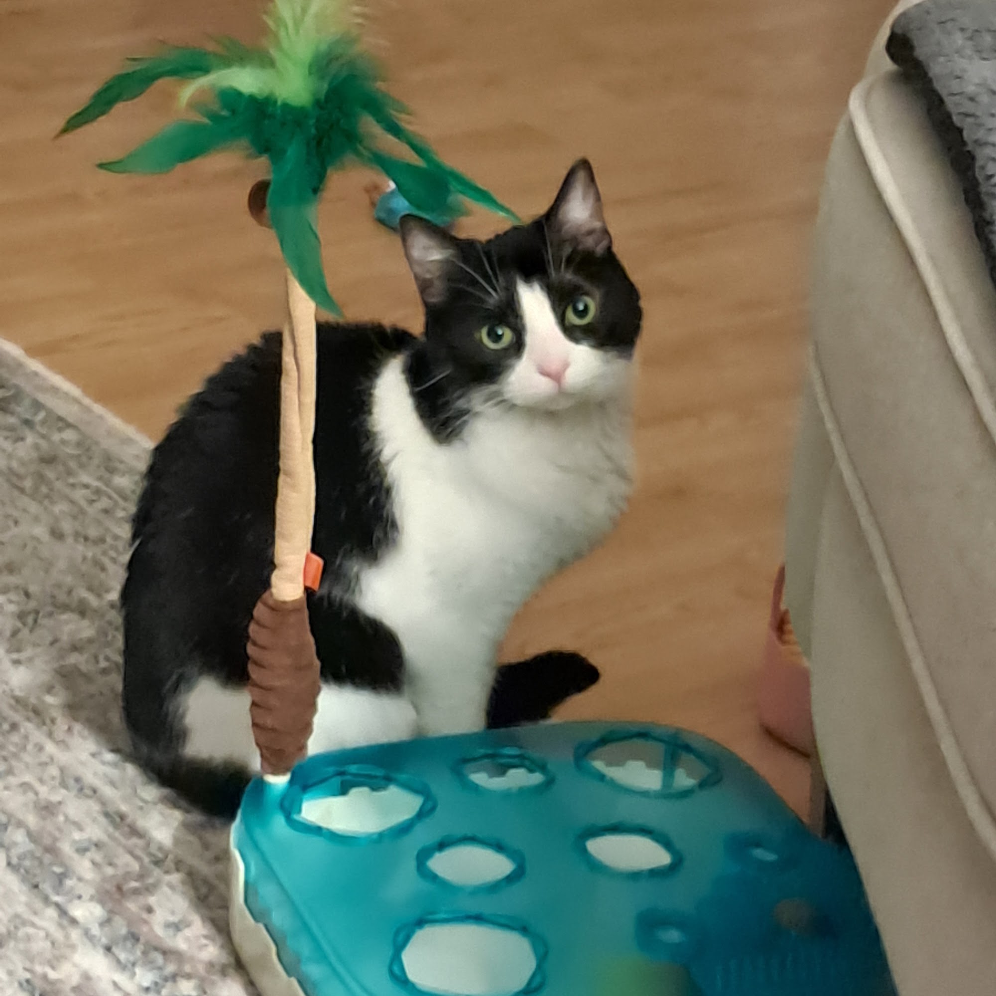 Humane Society Of The Tennessee Valley Knoxville