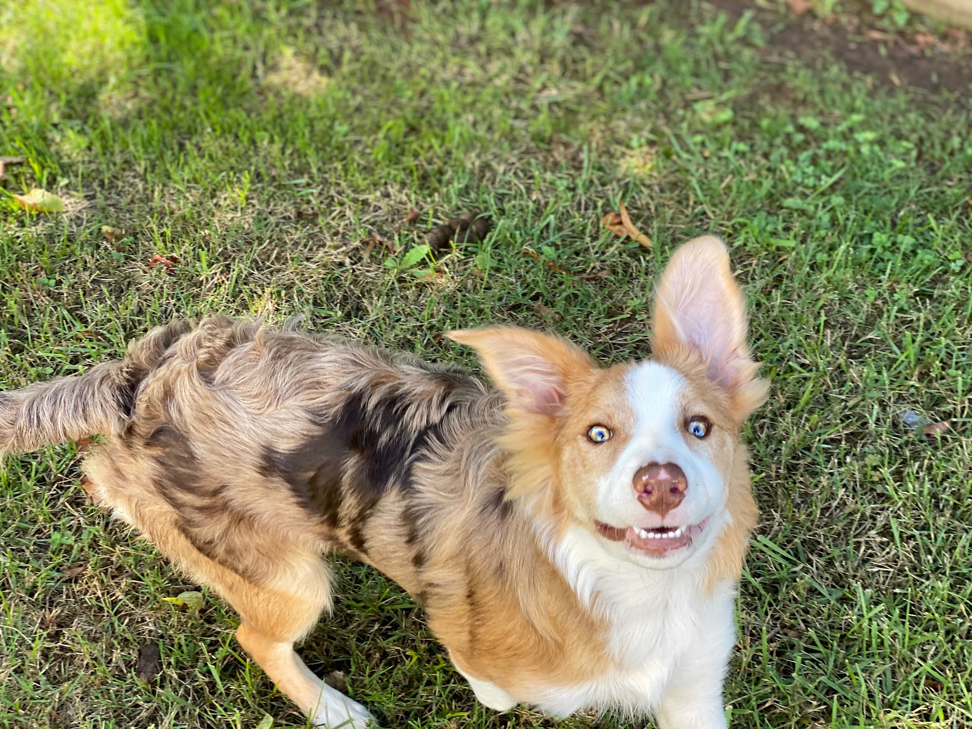 All Kreatures Pet Care Knoxville