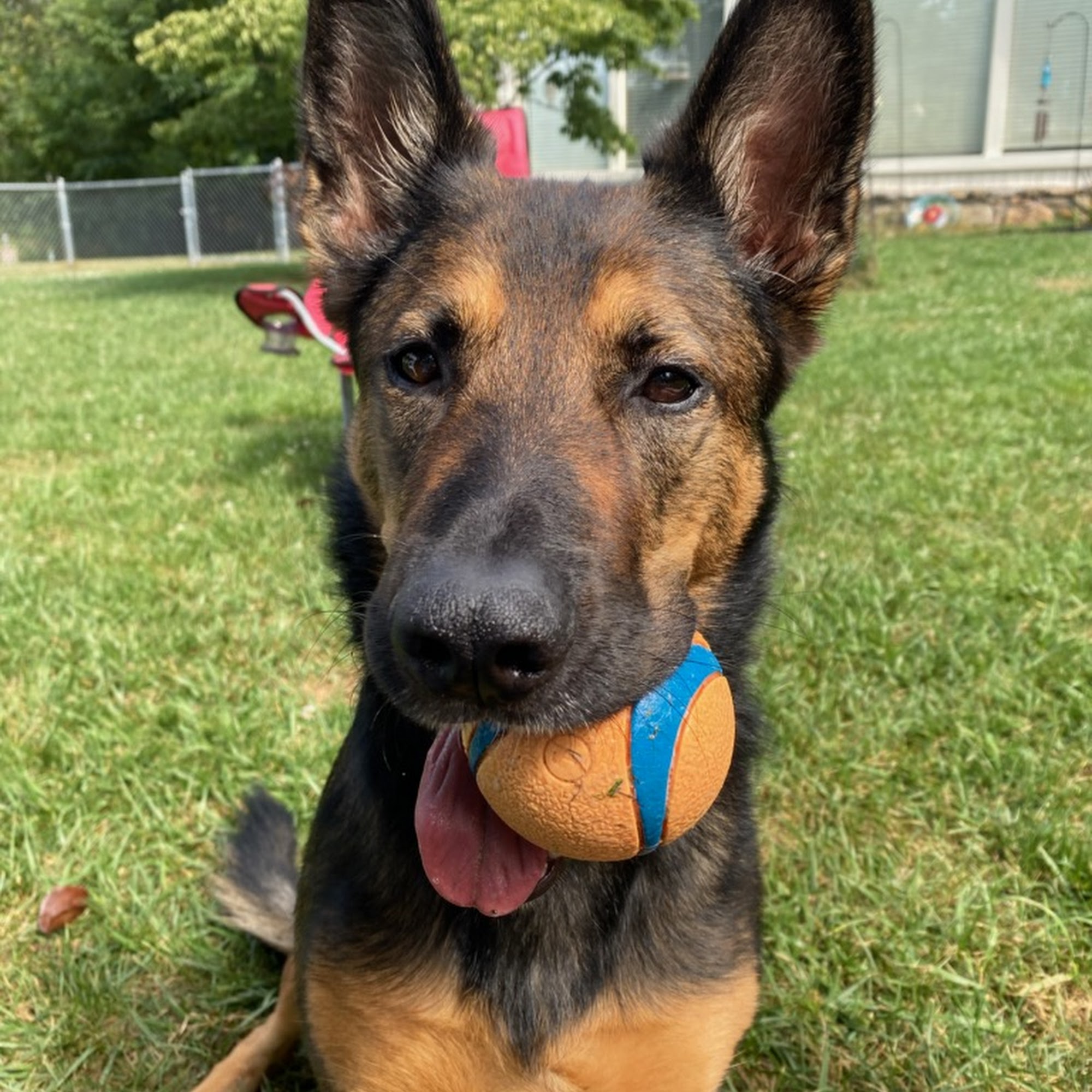 Sunshine K9s Knoxville