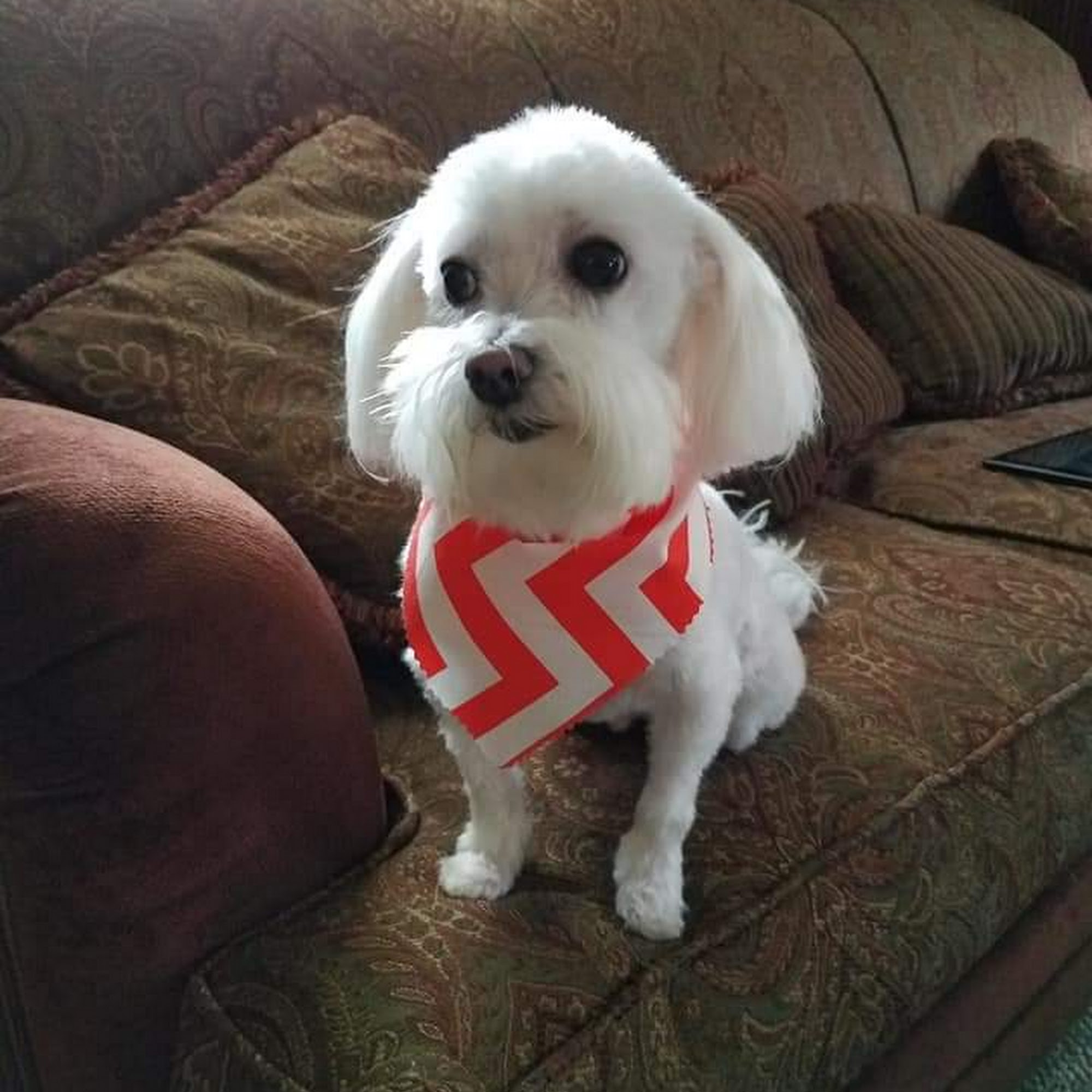 Tender Touch Pet Salon Knoxville