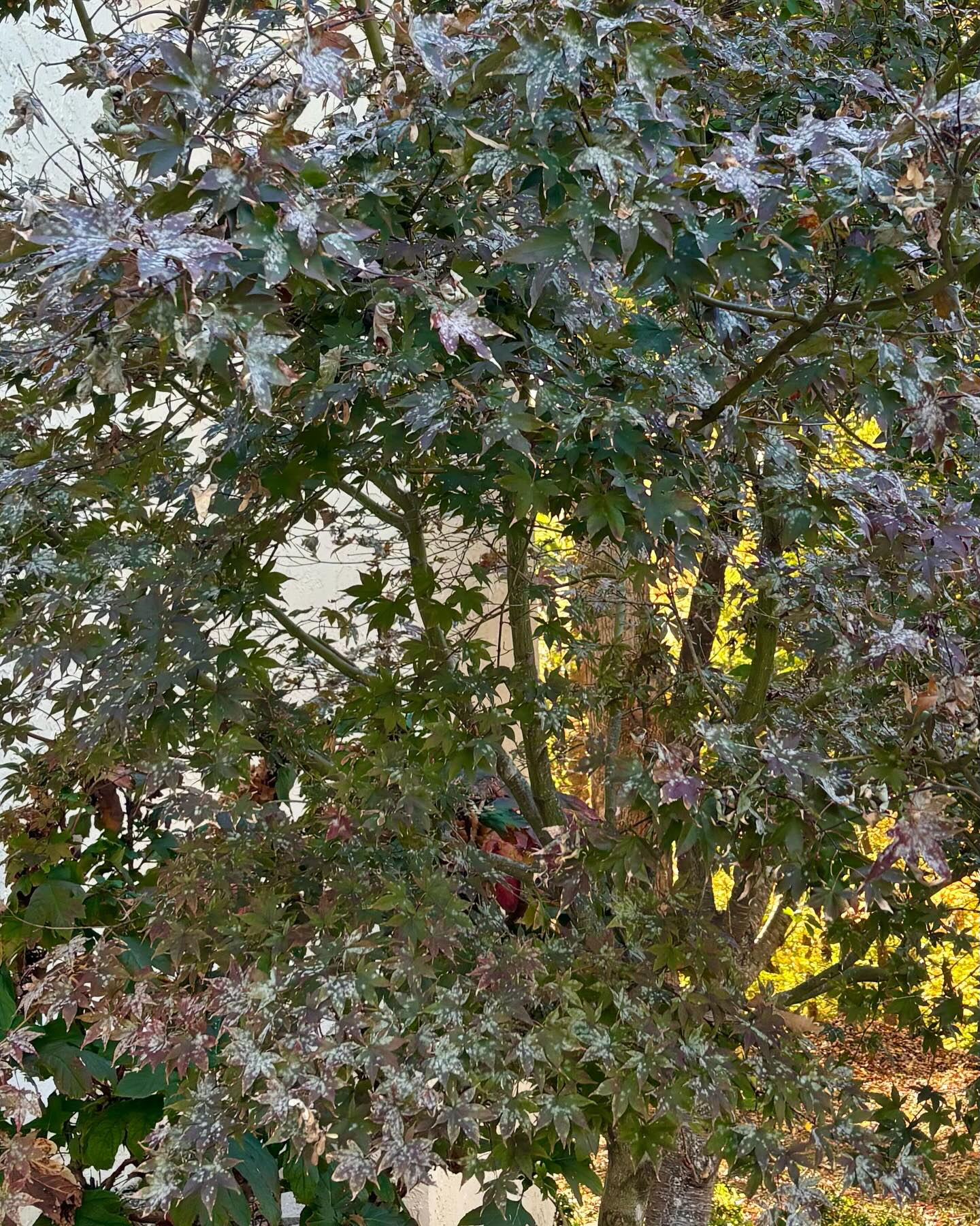 Consultree