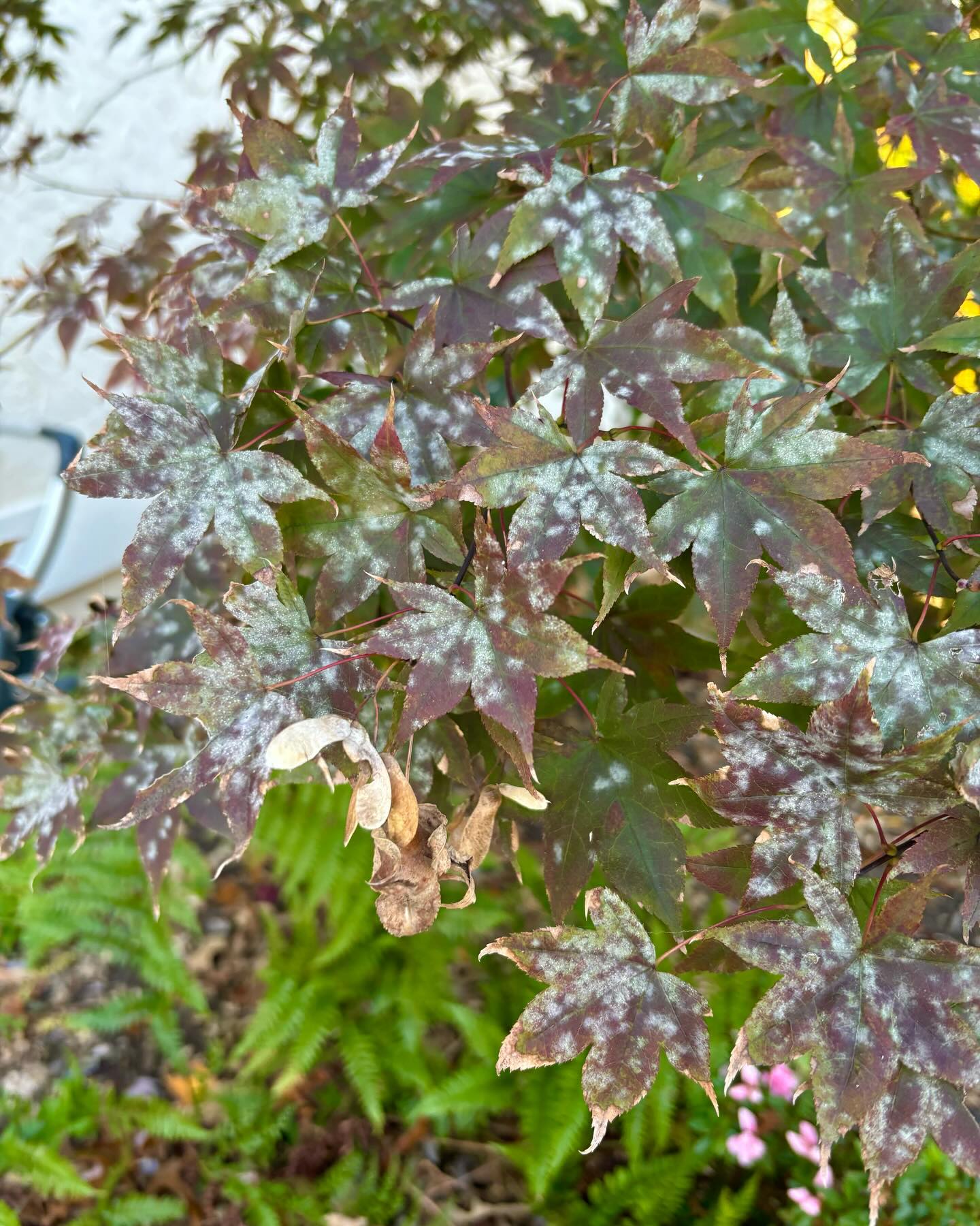 Consultree