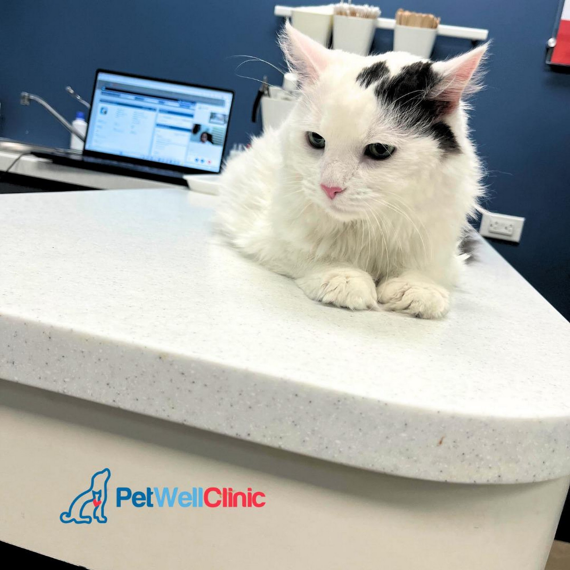 PetWellClinic - Randolph Street Knoxville