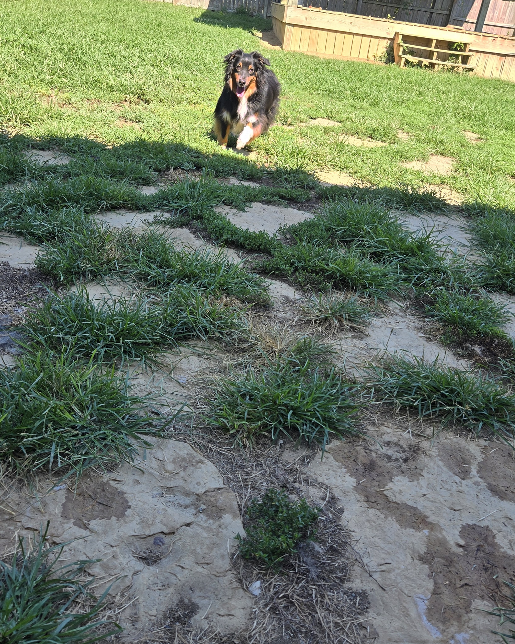 Dumplin Creek Critter Care Kodak