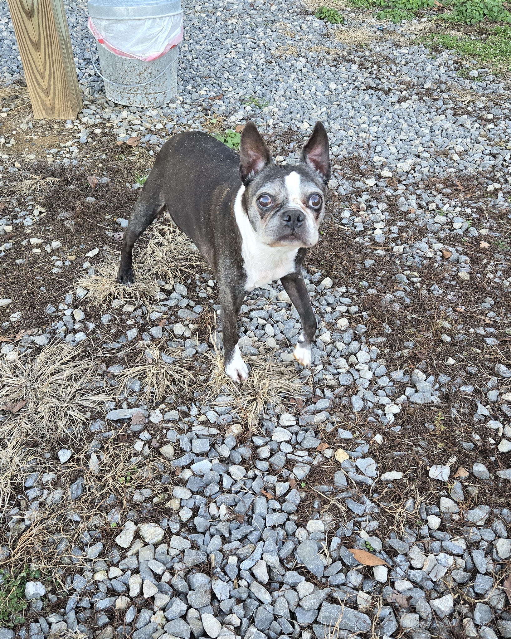 Dumplin Creek Critter Care Kodak