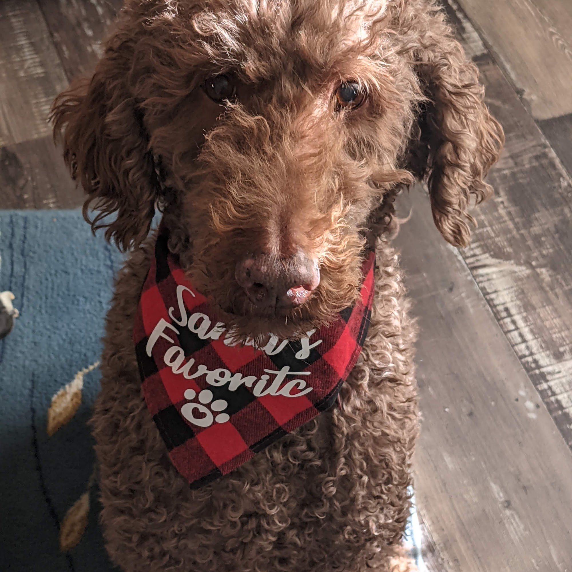 Dumplin Creek Critter Care Kodak