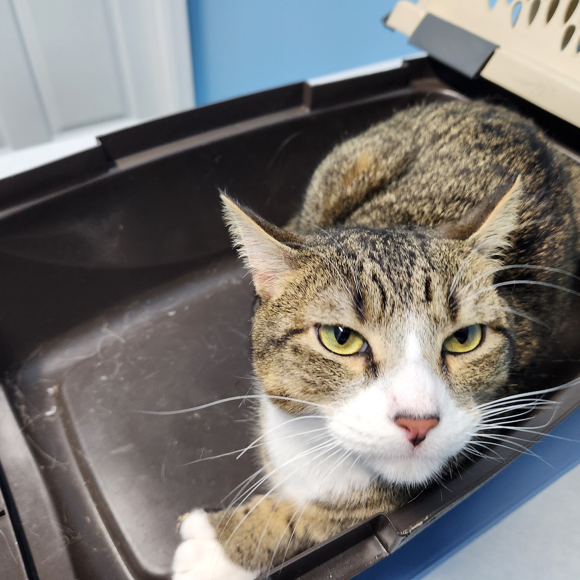 La Vergne Veterinary Clinic La Vergne