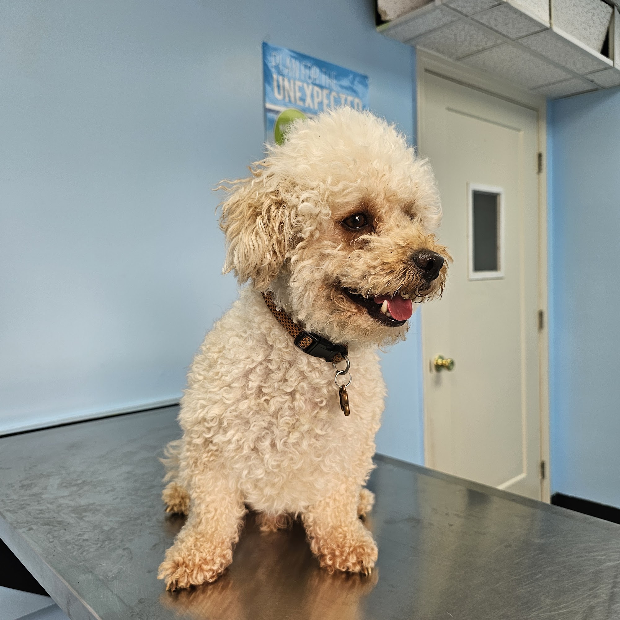 Good Samaritan Animal Clinic La Vergne