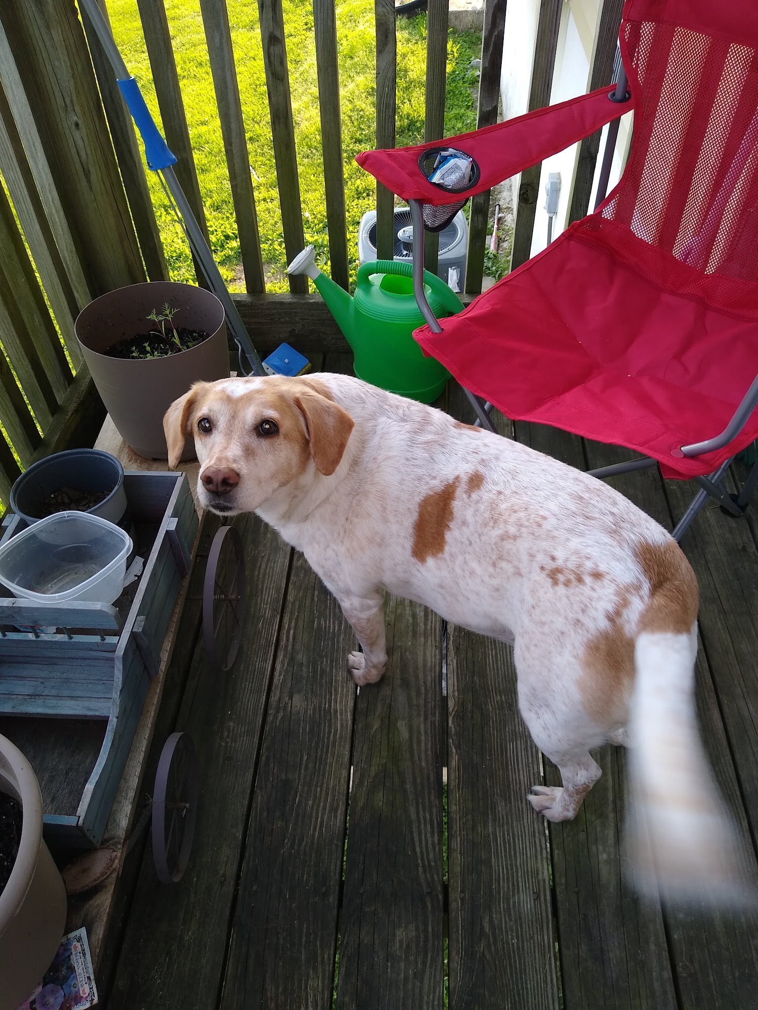 Macon County Veterinary Hospital Lafayette