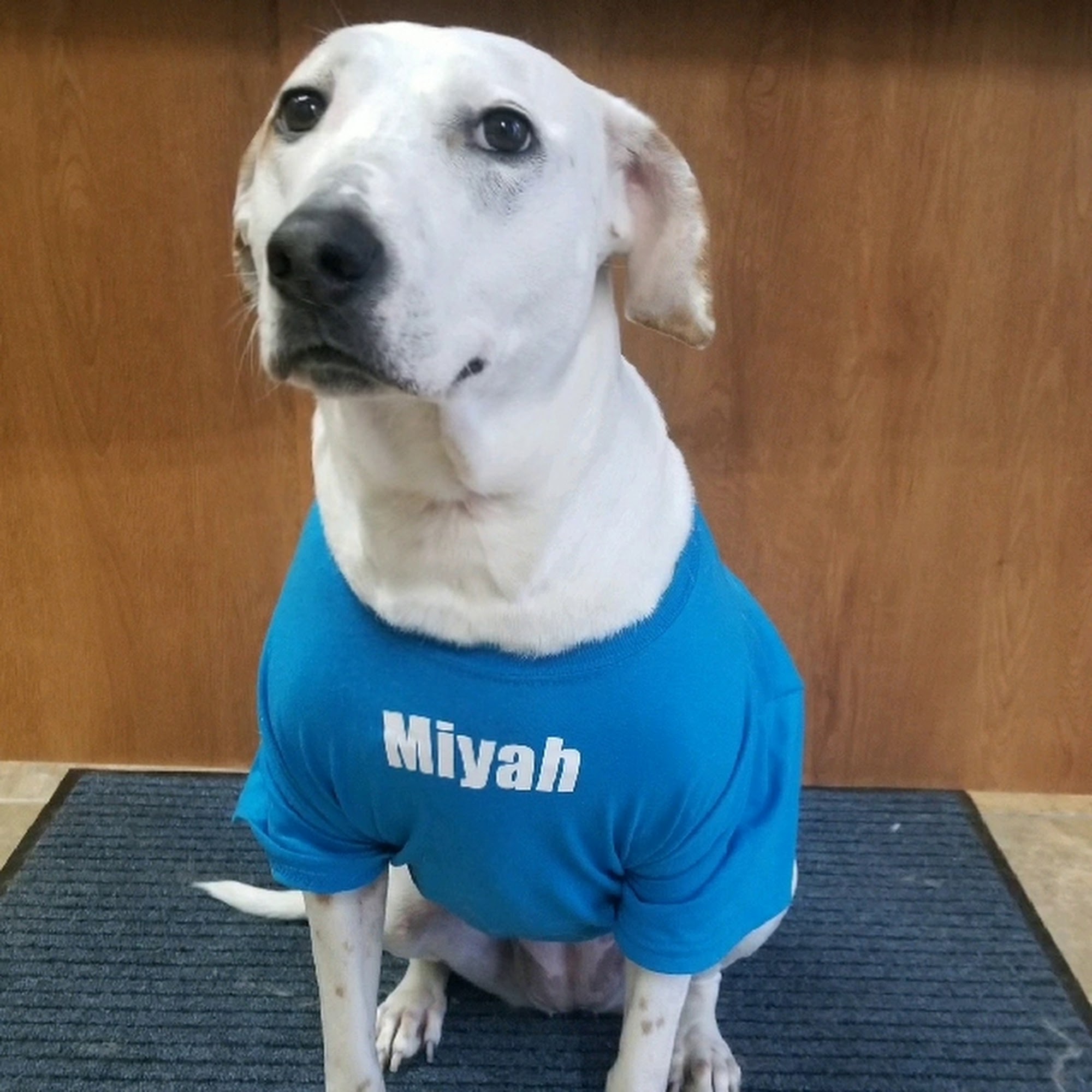 Auntie Shellys Pet Grooming Lafayette