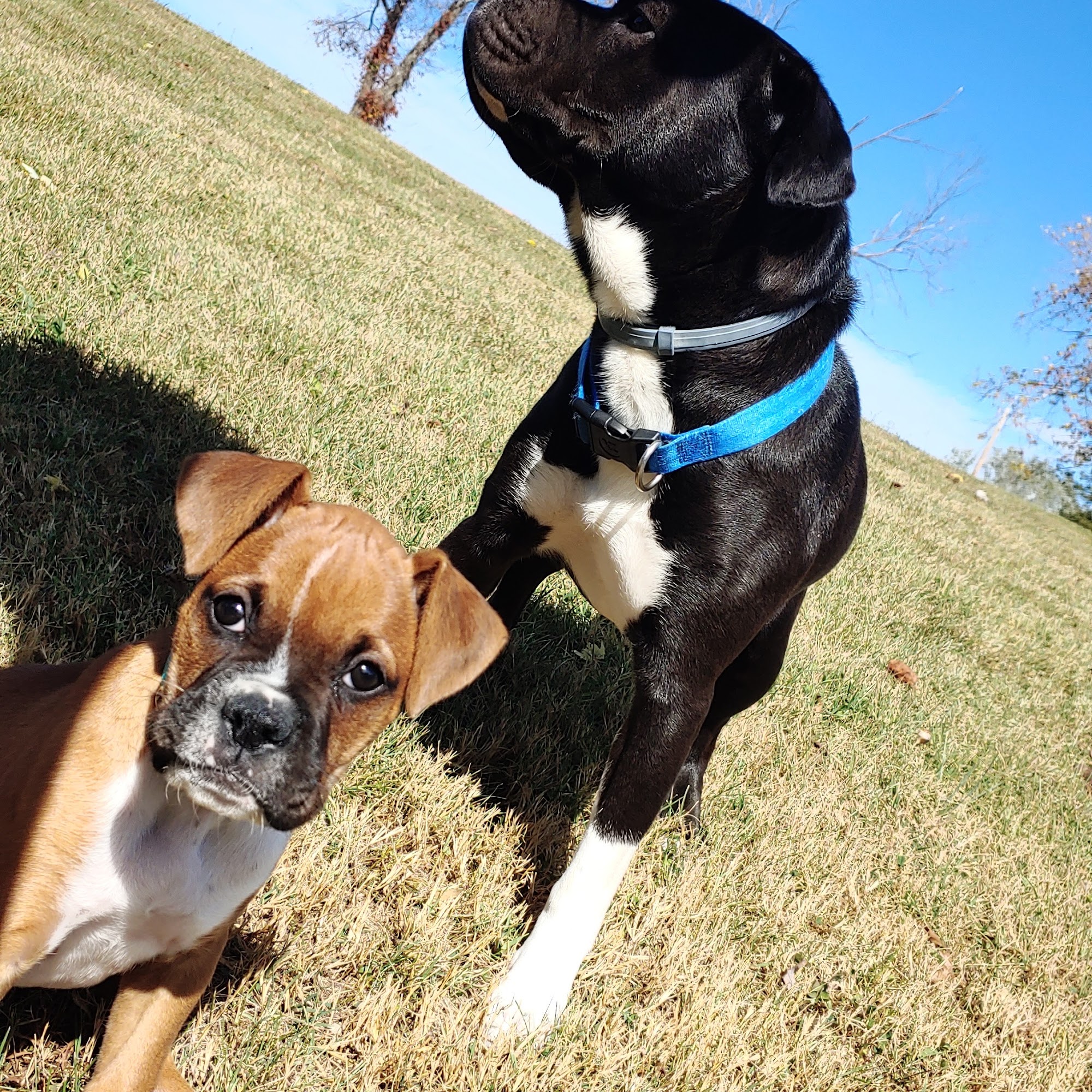 Southern Paws Grooming and Spa LaFollette