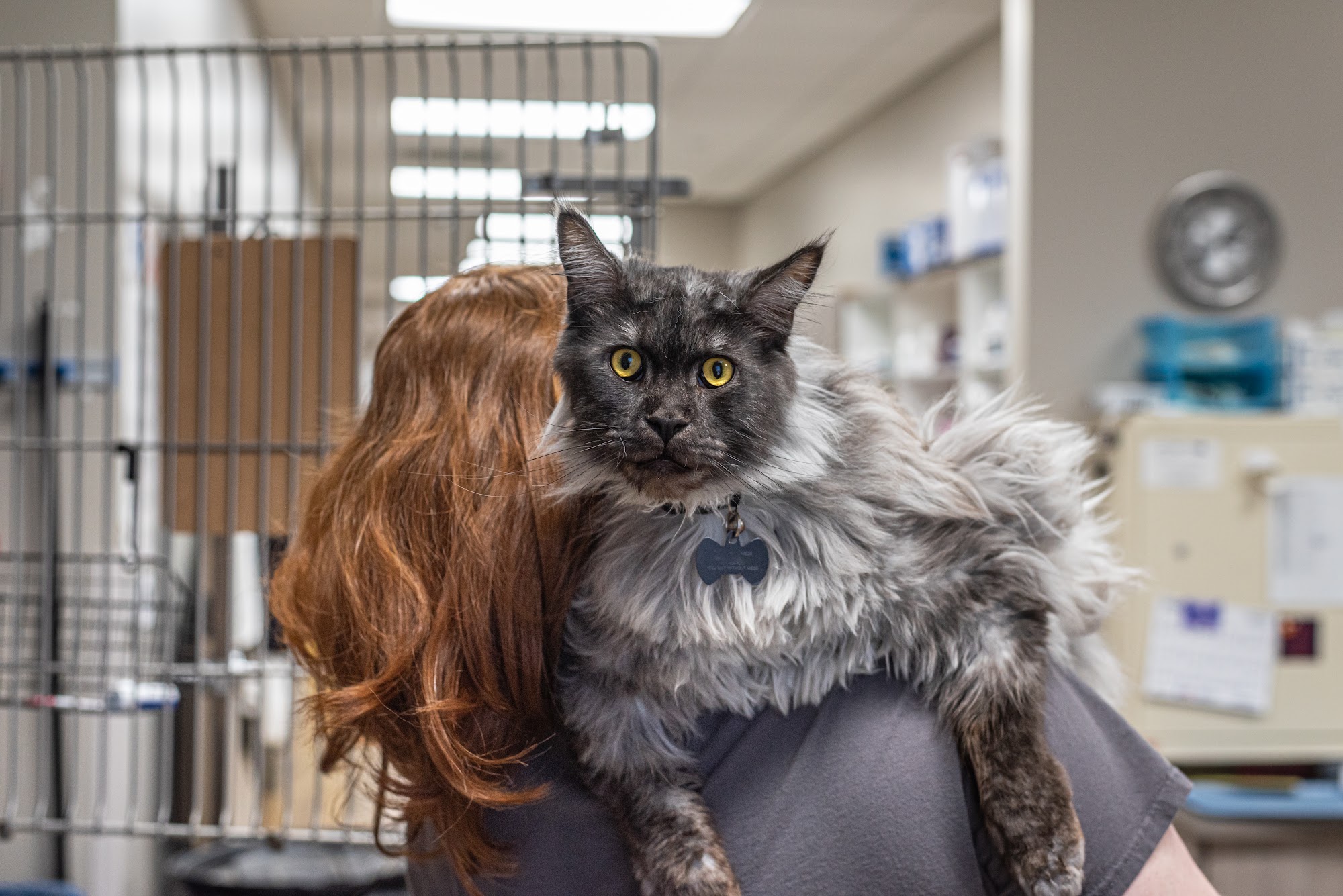 The Pet Hospitals Lakeland