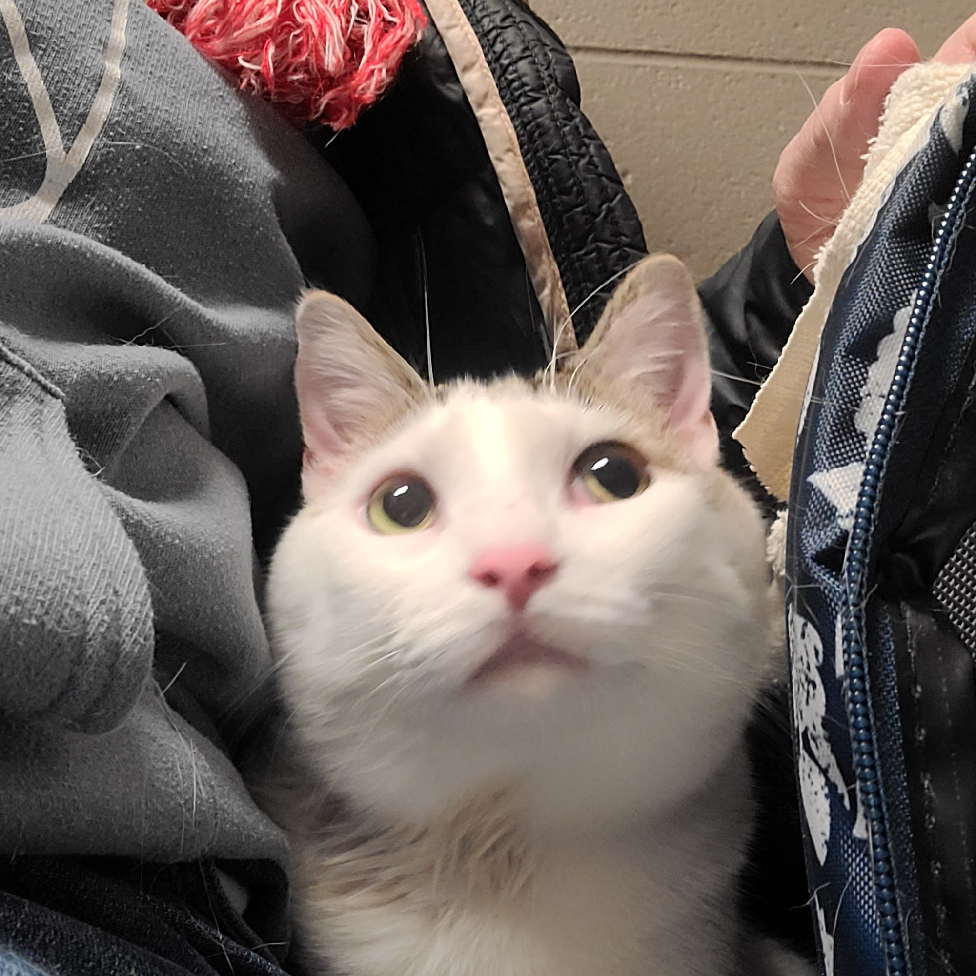 Kinslow Veterinary Clinic Lebanon