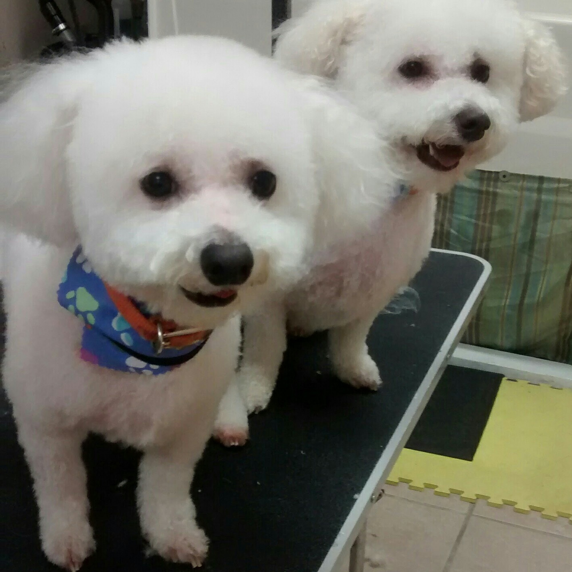 LC Pet Salon And Spa Lenoir City