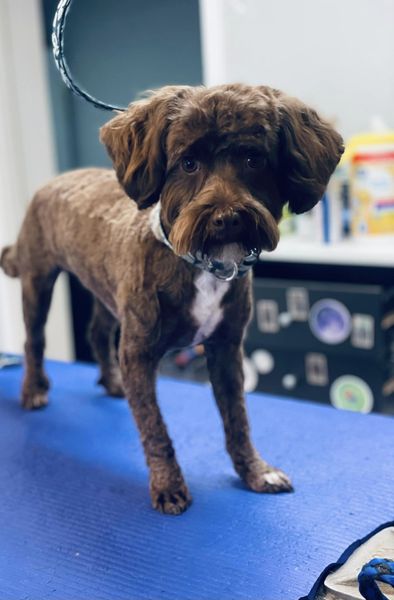 Barkmore Inn and Salon Lenoir City