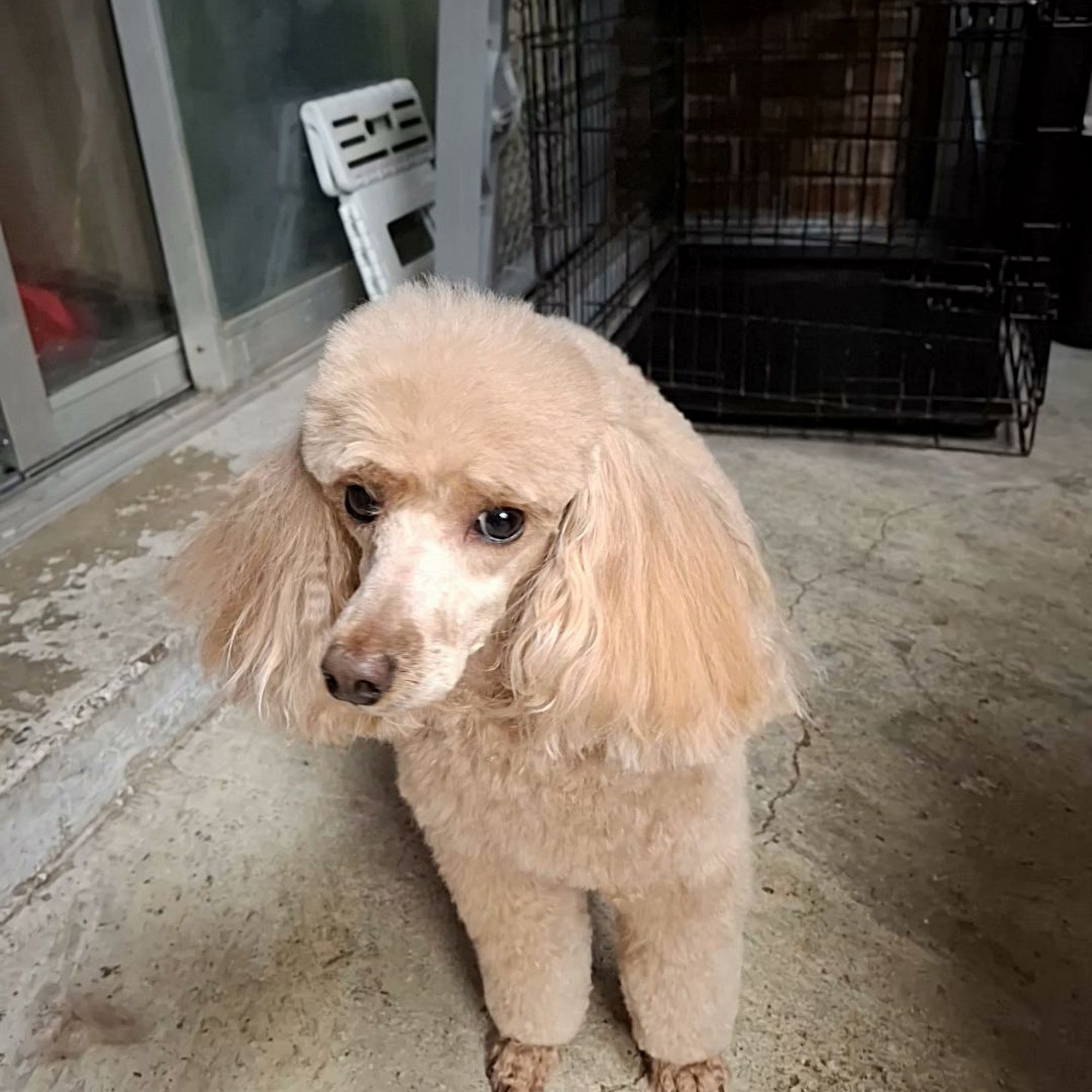 Dog Days Pet Salon Leoma