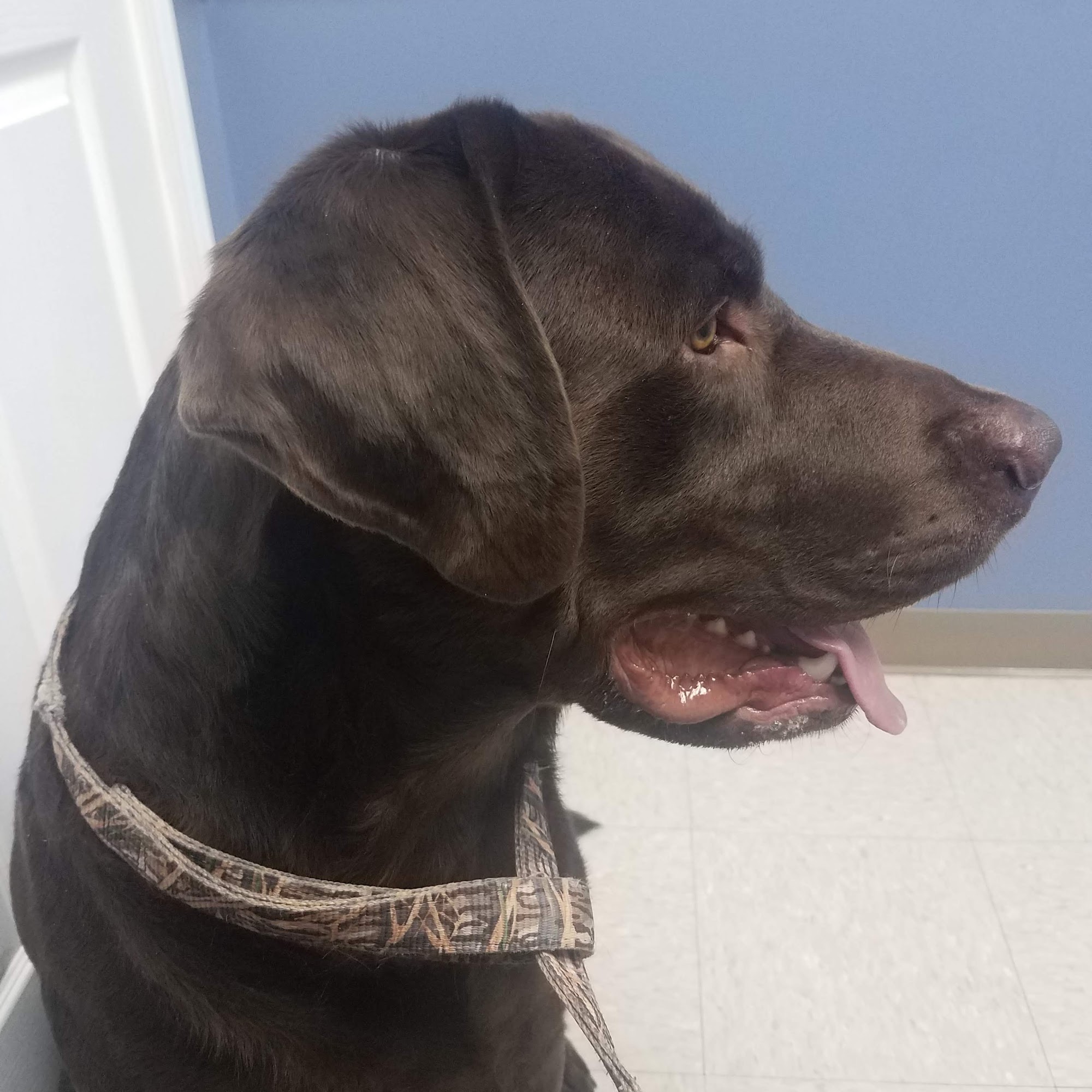 Beech Lake Animal Hospital Lexington