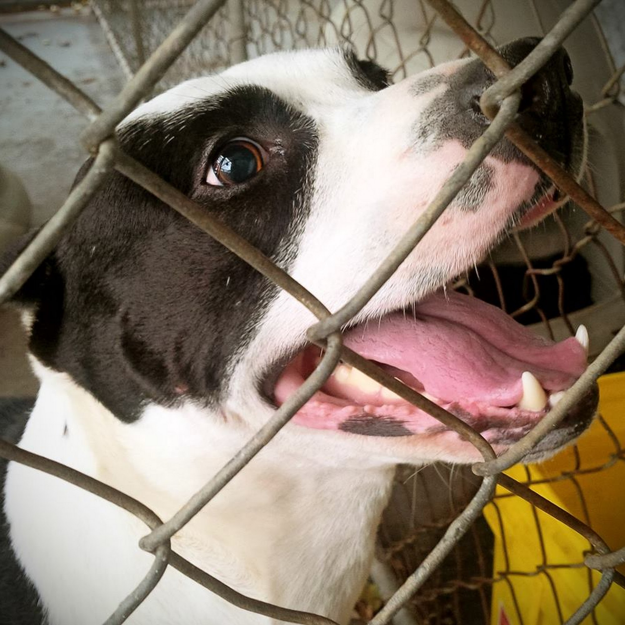 Lexington Animal Clinic Lexington