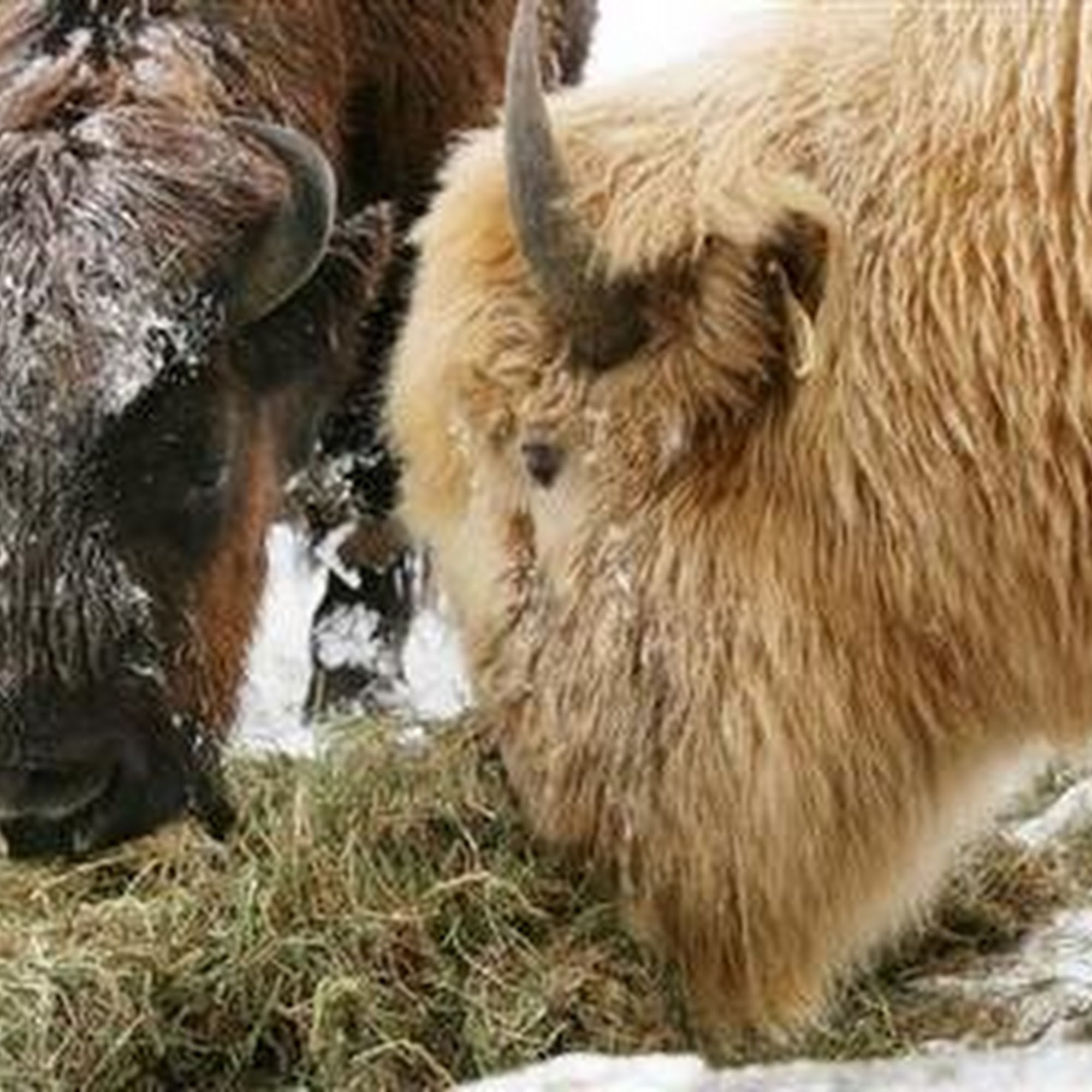 Lexington Animal Hospital: Dr. Davis R C DVM Lexington