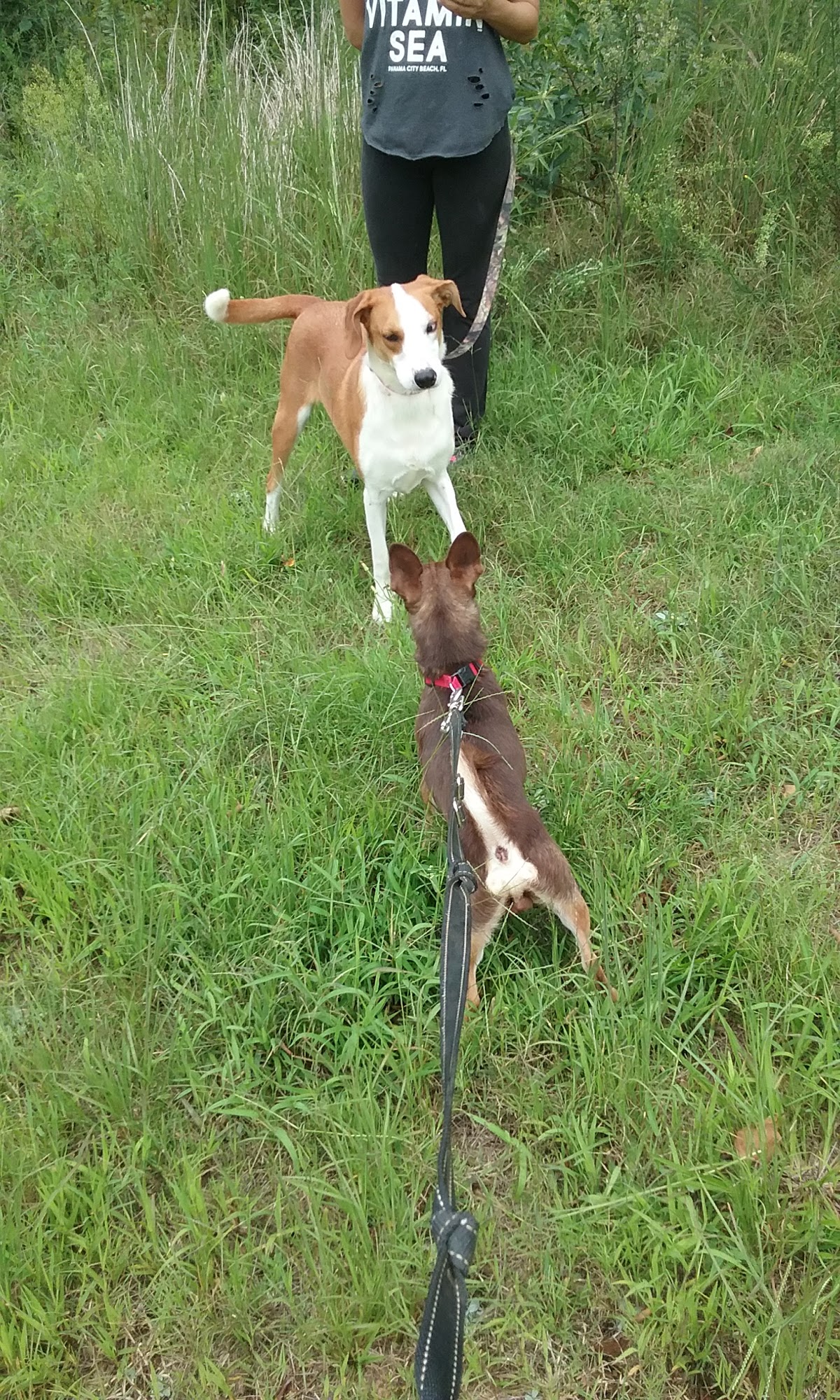Frances Halbrook Hensley Animal Shelter Lexington