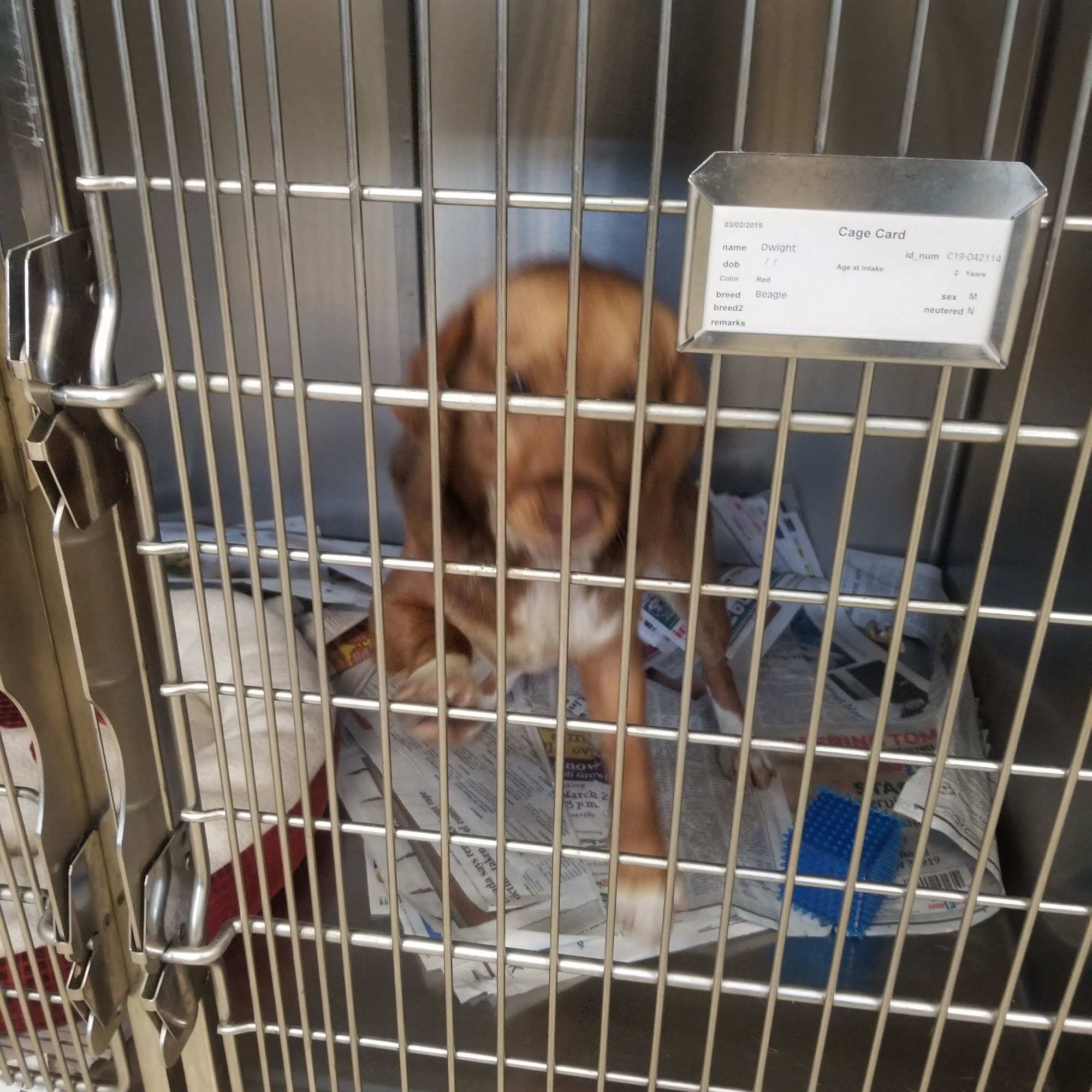 Loudon County Animal Shelter Loudon