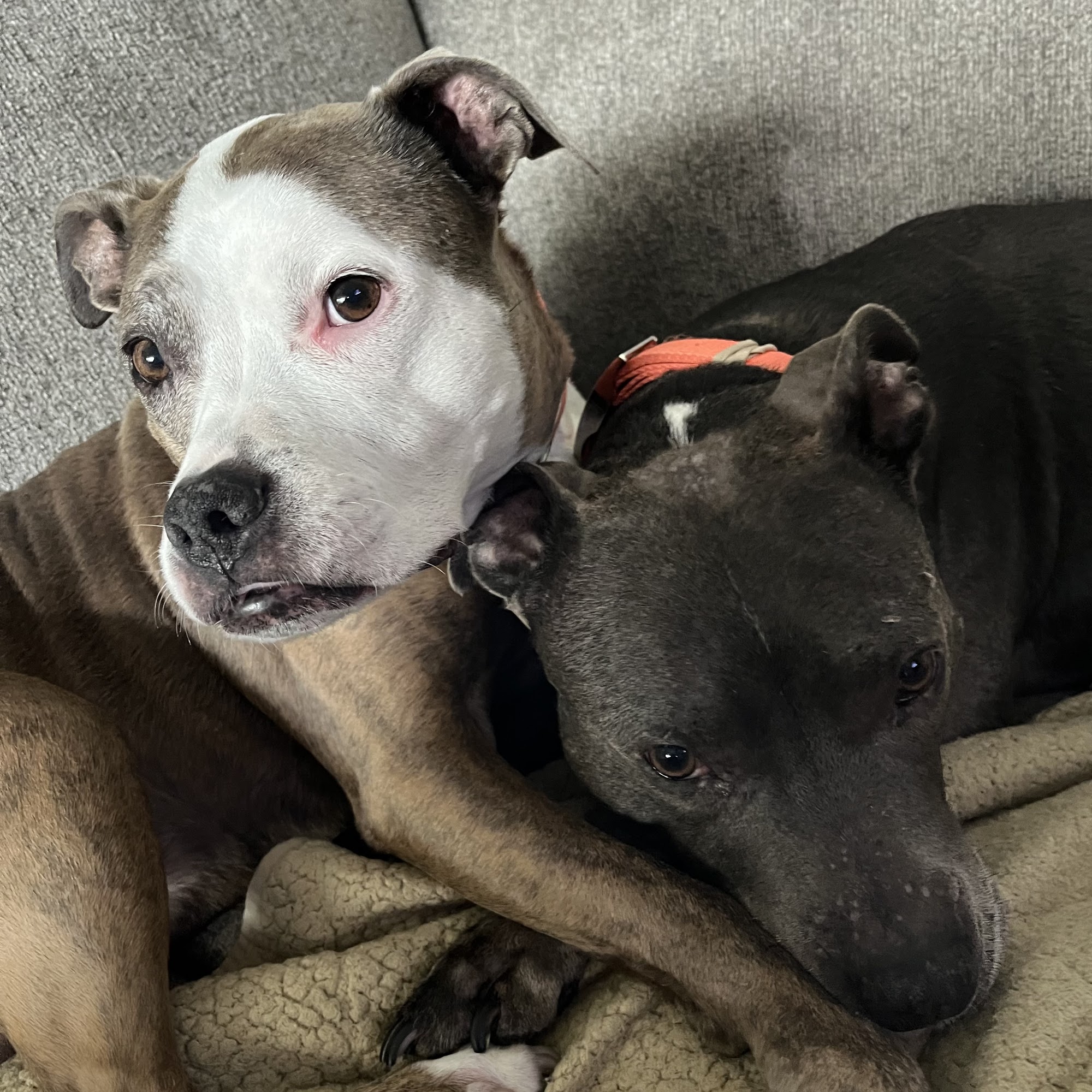 Tellico Bed And Biscuit Loudon