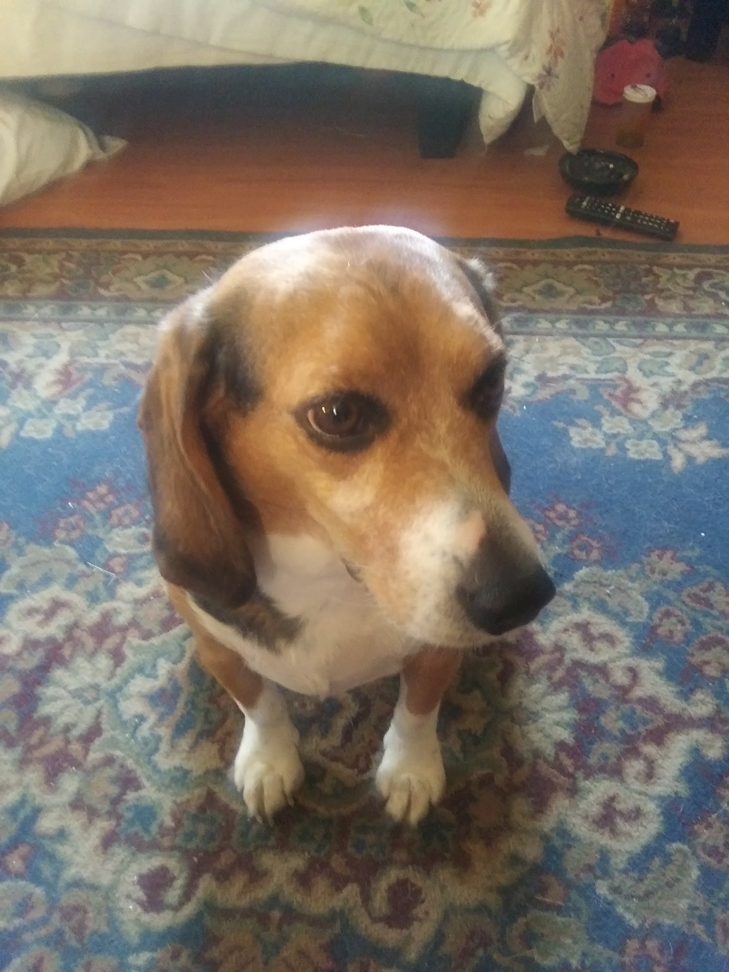 Tellico Bed And Biscuit Loudon