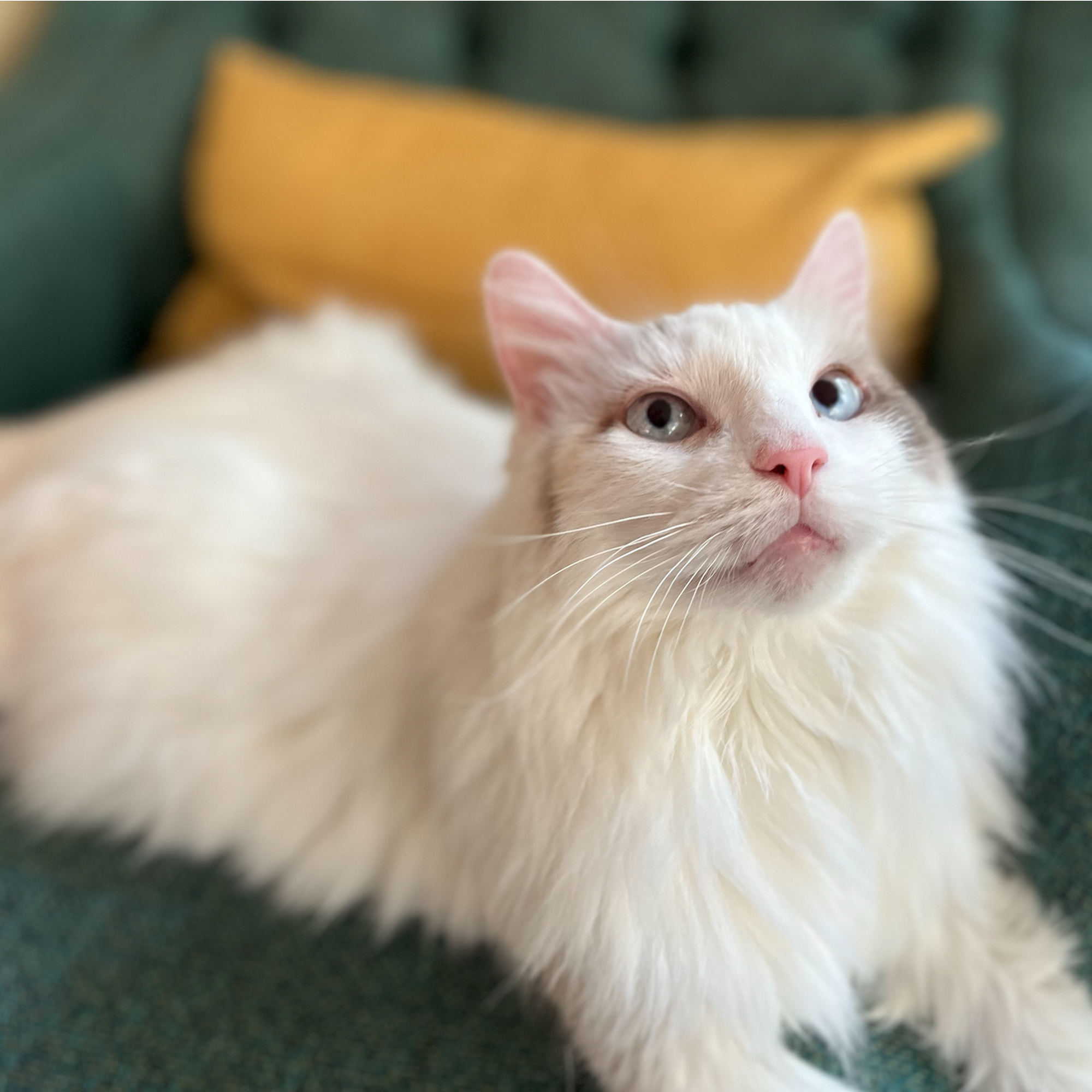 Banfield Pet Hospital Madison