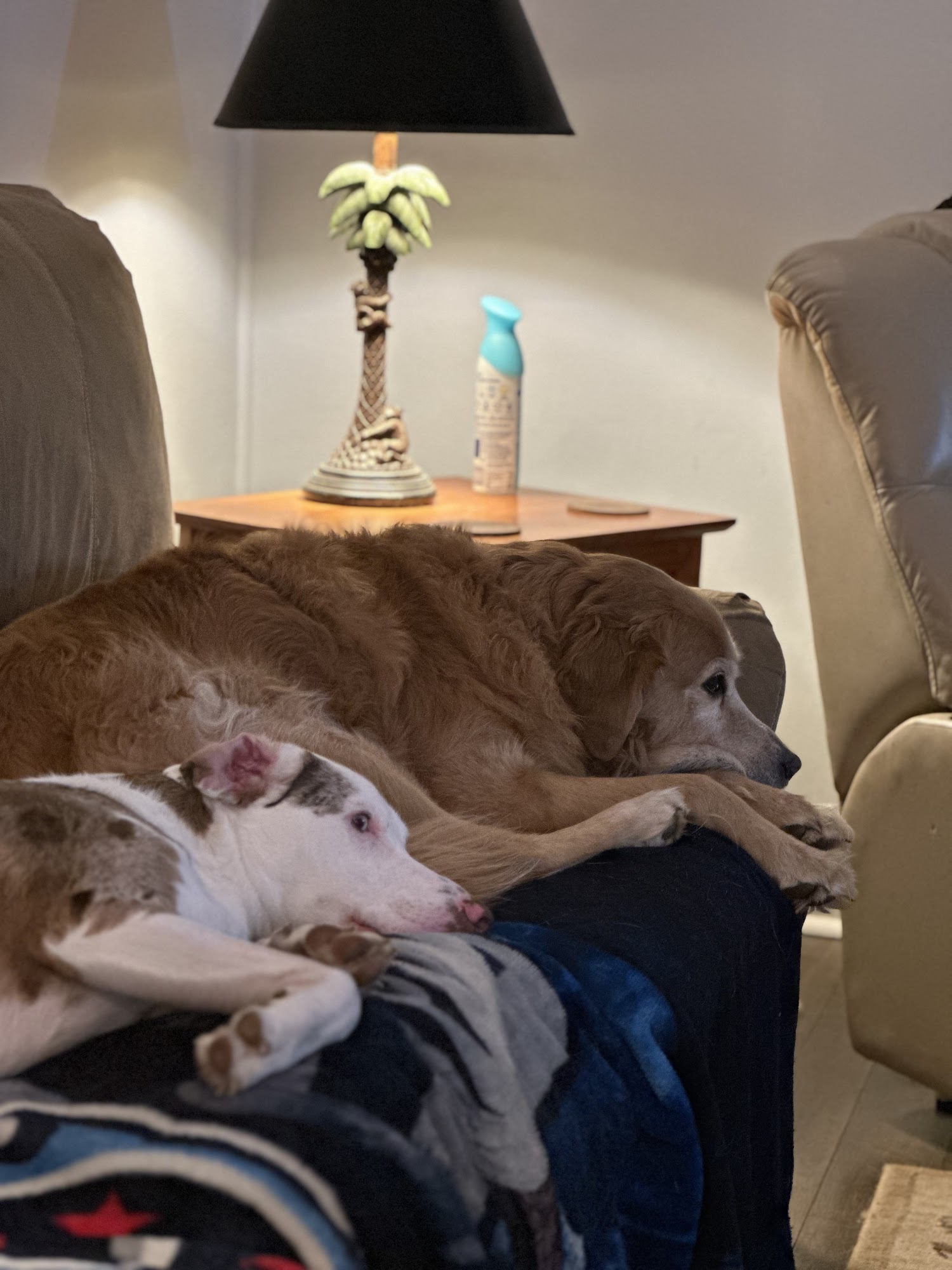 Banfield Pet Hospital Madison