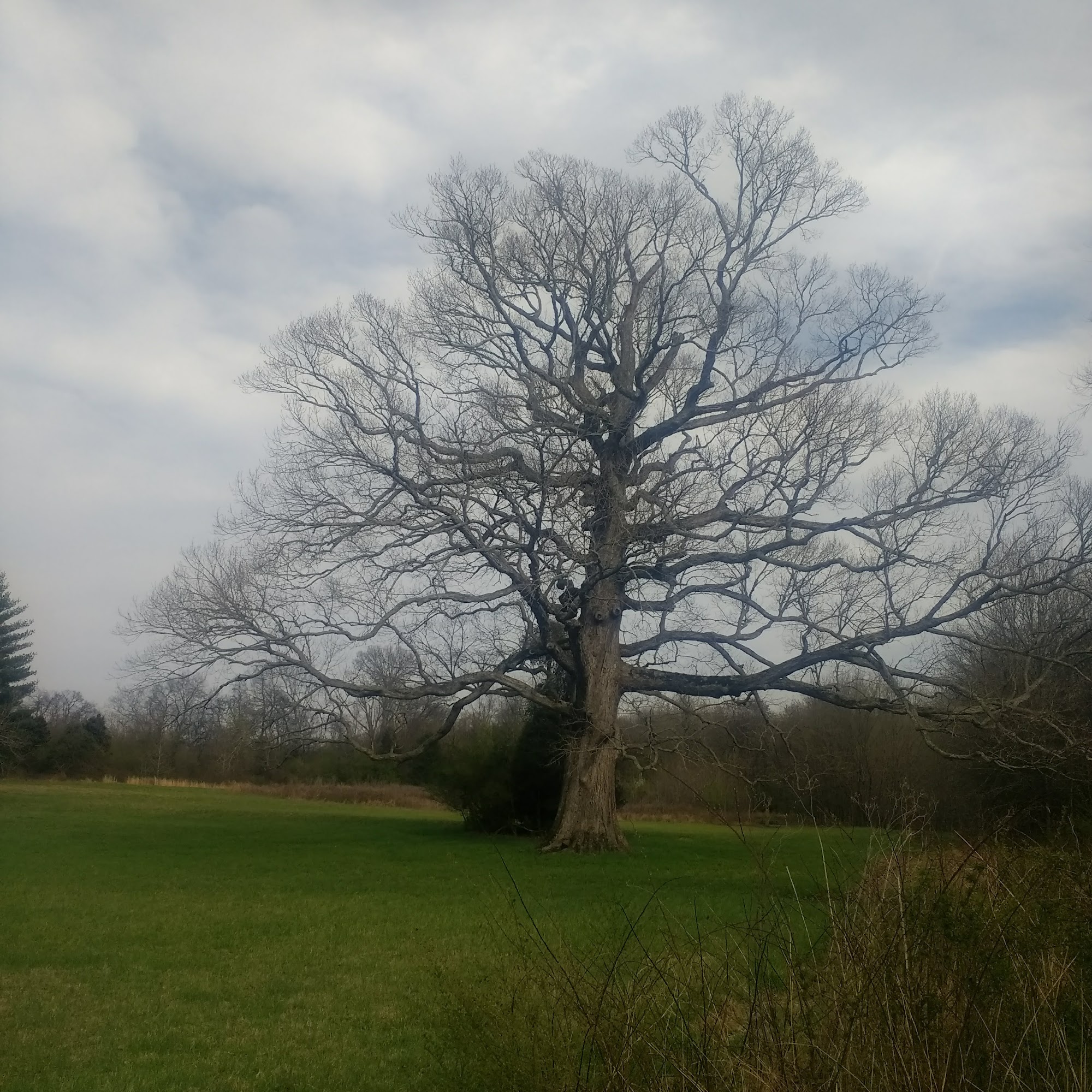 Lone Oak Farm Madison