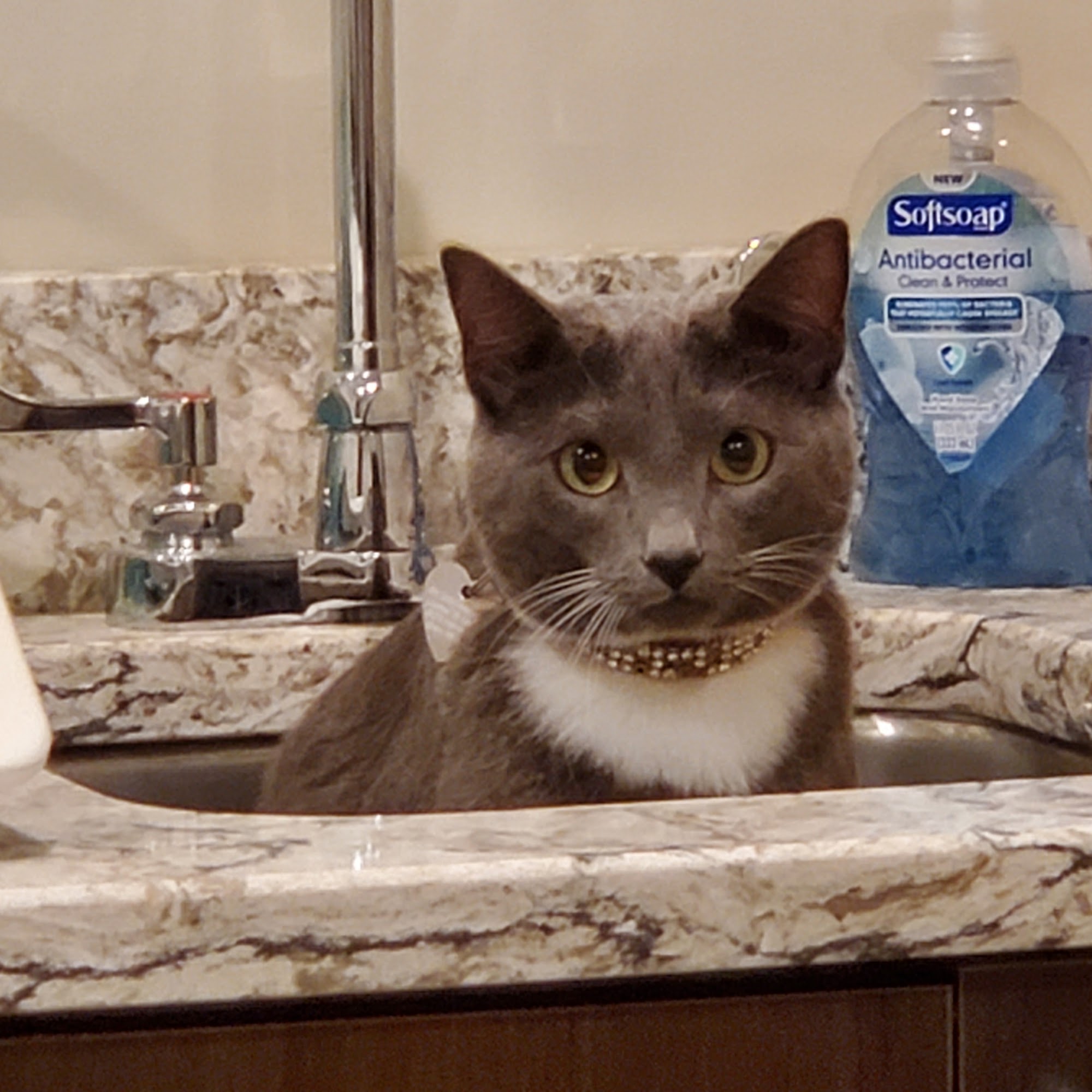 All Creatures Veterinary Clinic Manchester