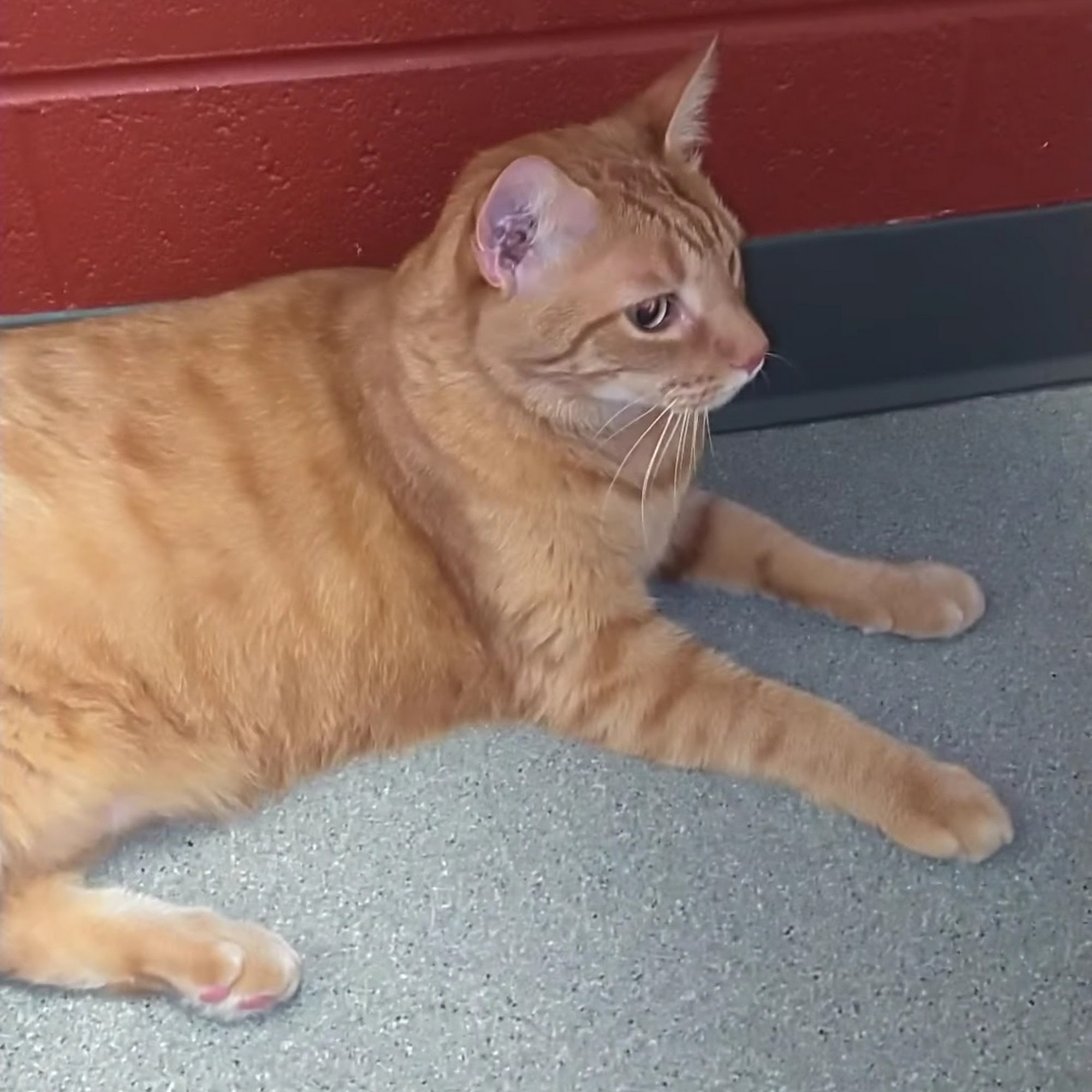 Animal Health Clinic Manchester