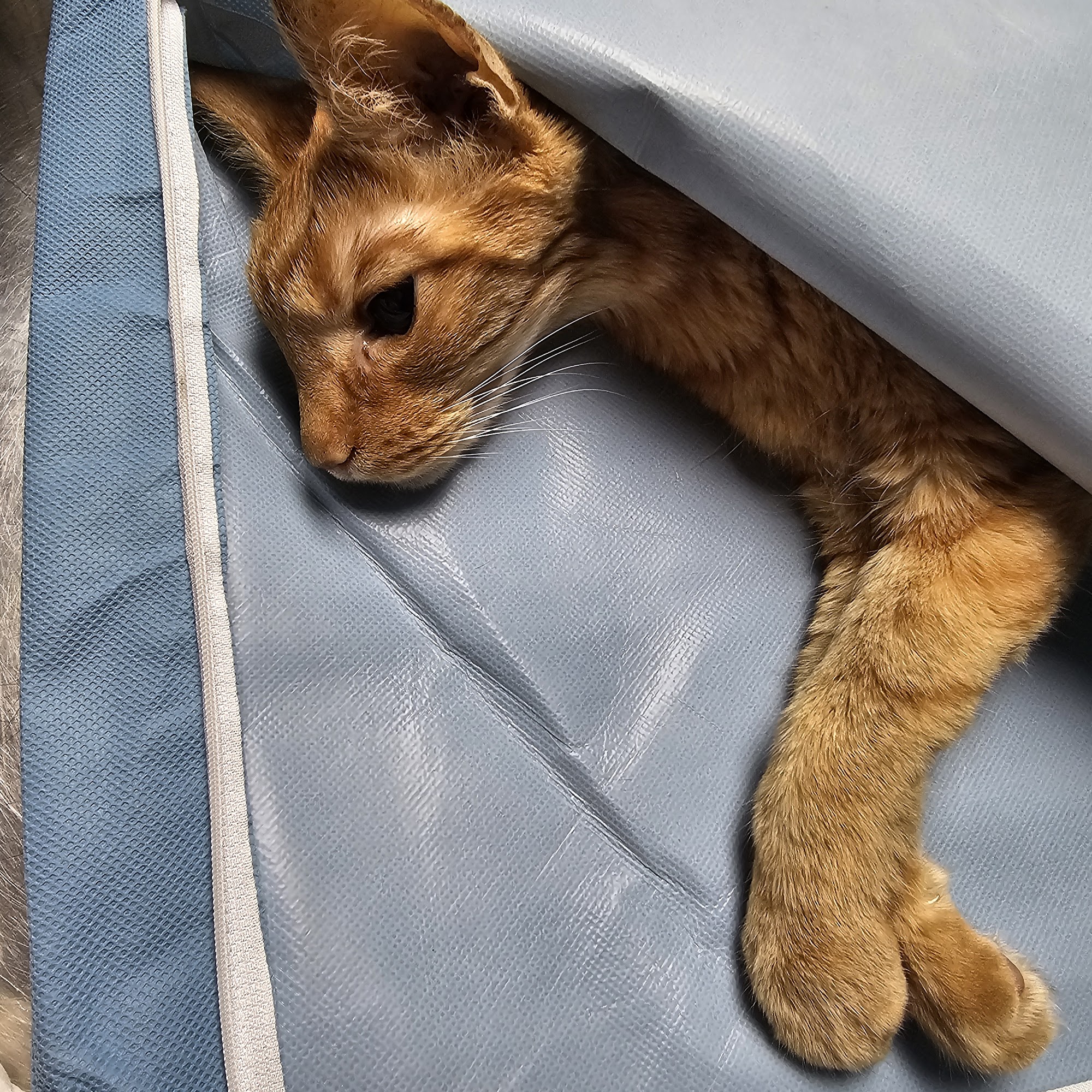 Hackett Animal Clinic Manchester