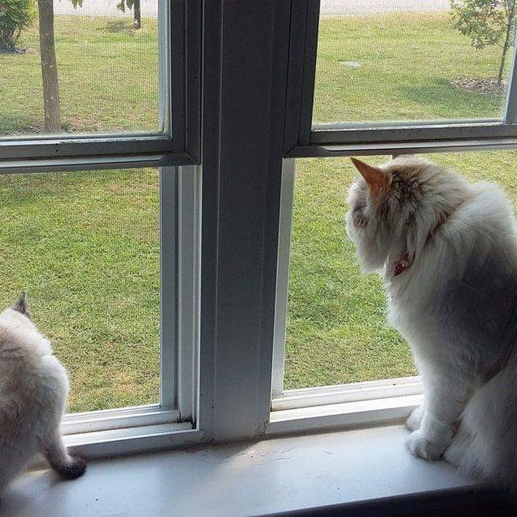 "UR PET'S HOME AWAY FROM HOME CAGELESS BOARDING " Manchester