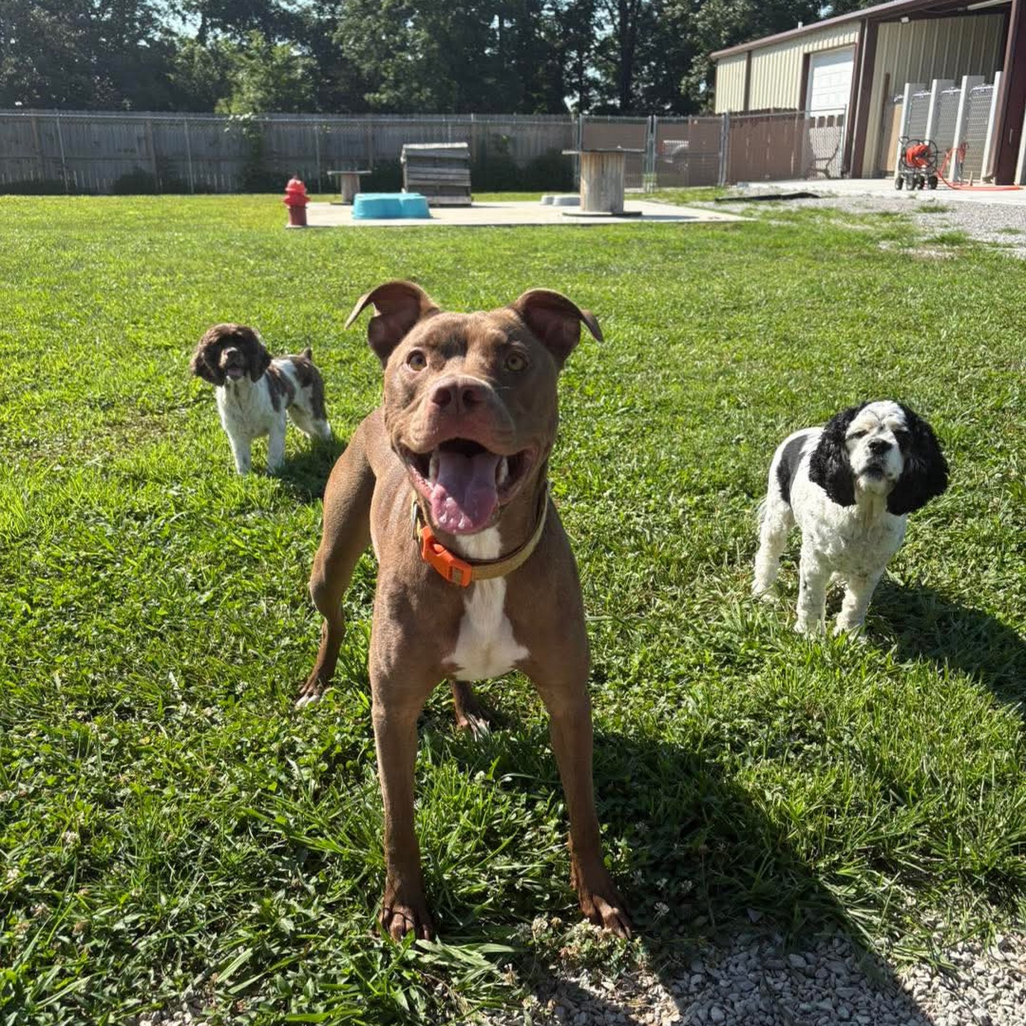 Playful Paws Pet Resort Manchester