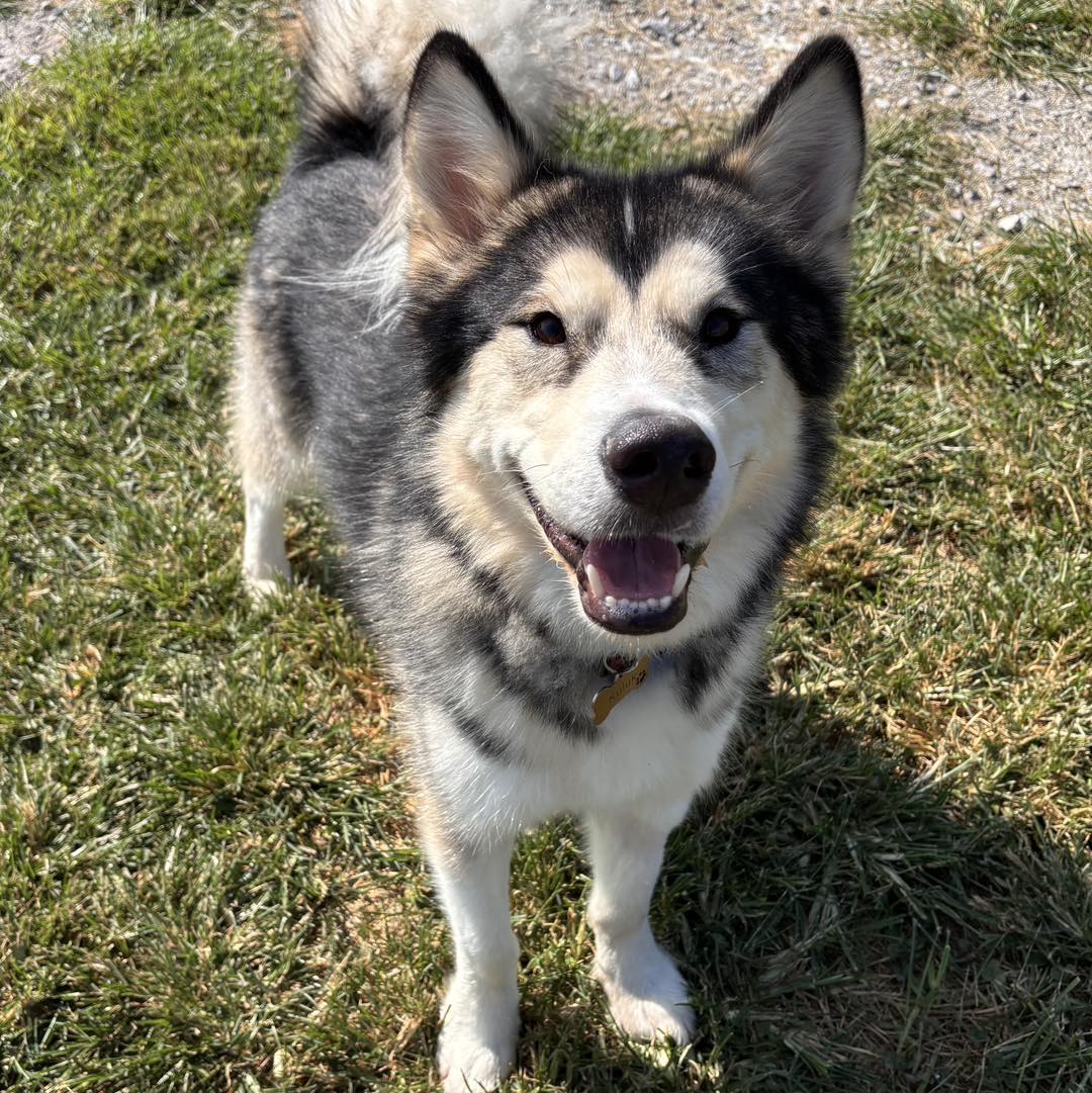 Playful Paws Pet Resort Manchester